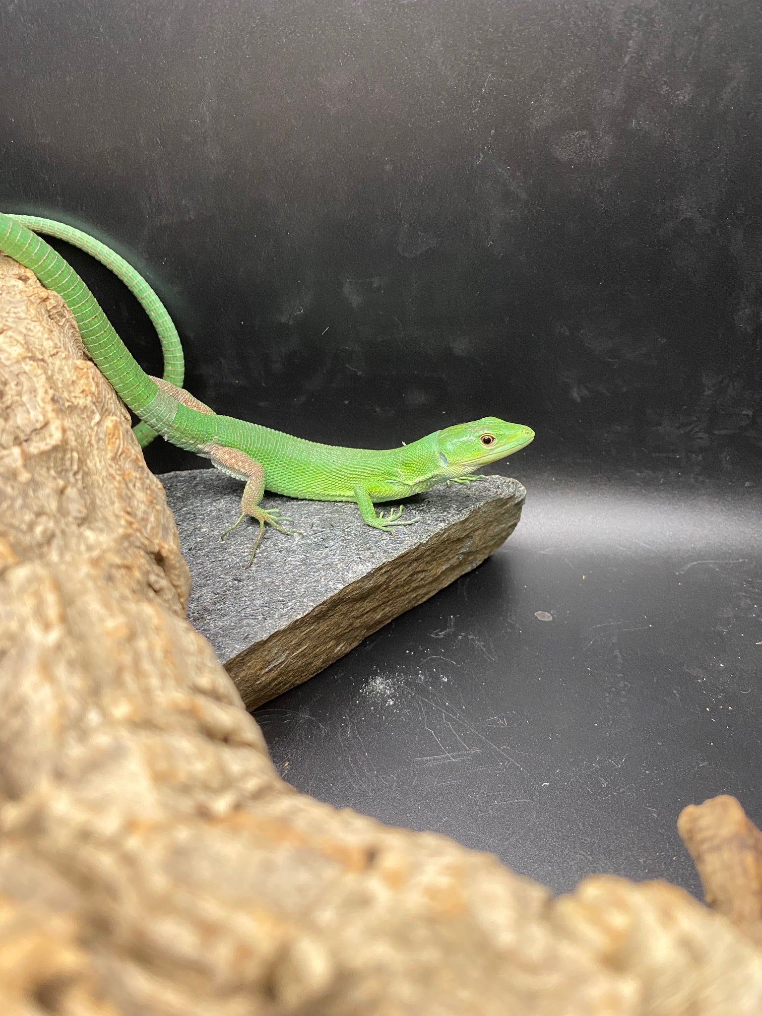 Green Keel-Bellied Lizard CBB