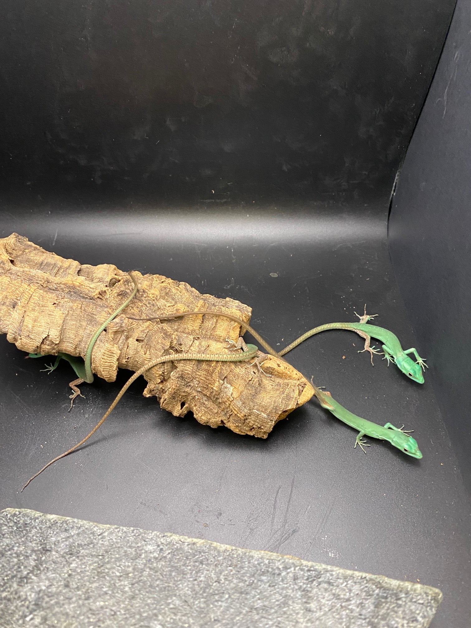 Green Keel-Bellied Lizard CBB