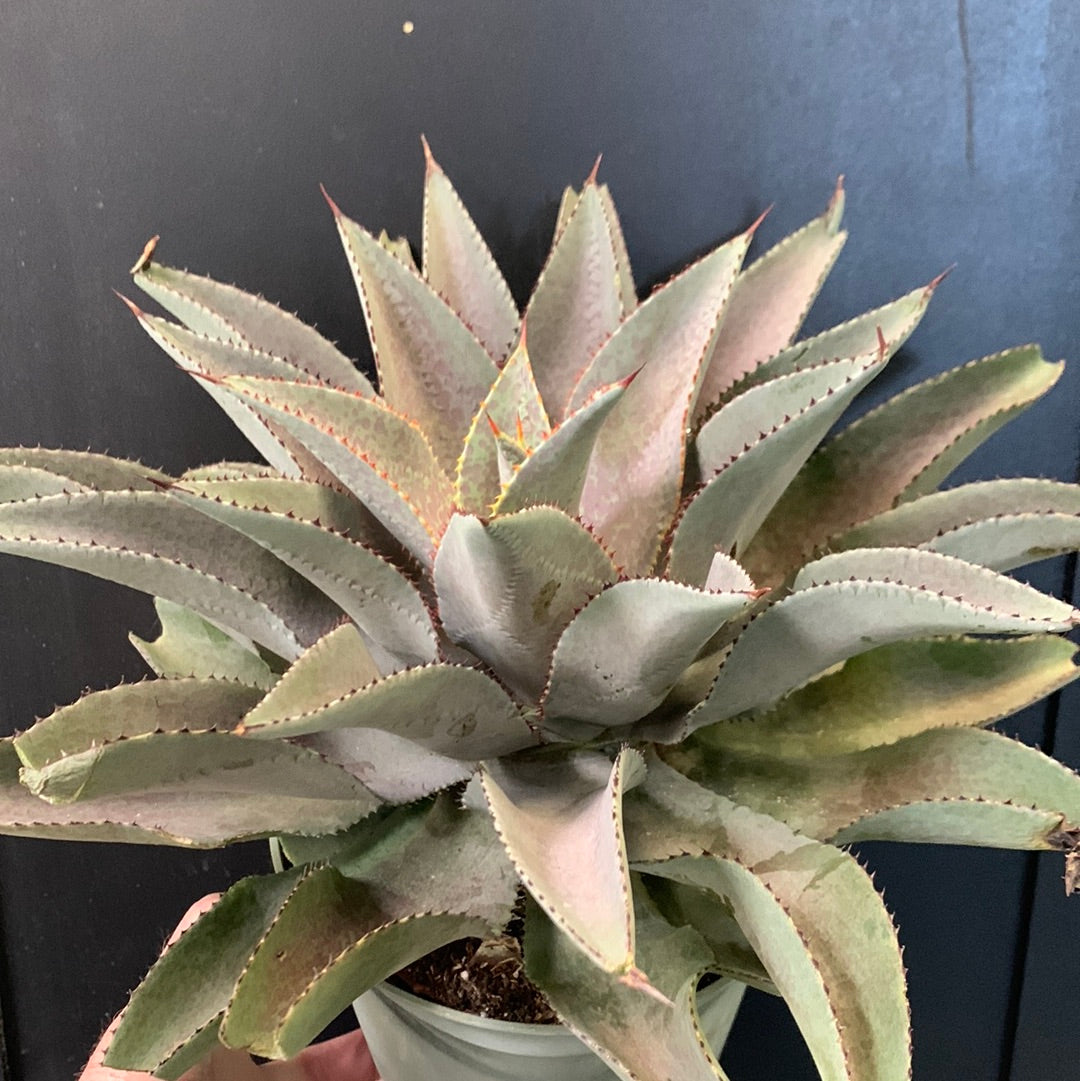 Mangeur de personnes violettes Mangave