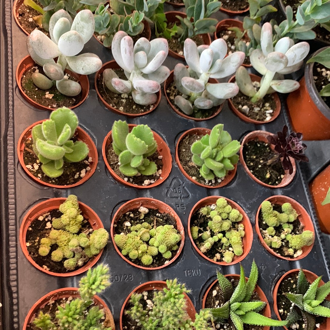 Assortiment de plantes succulentes