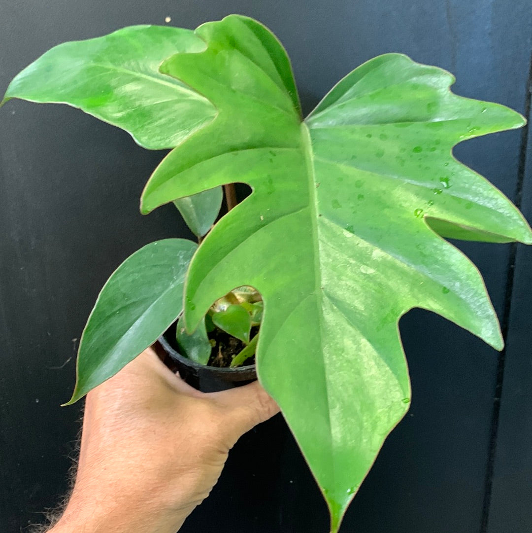 Philodendron mayoi