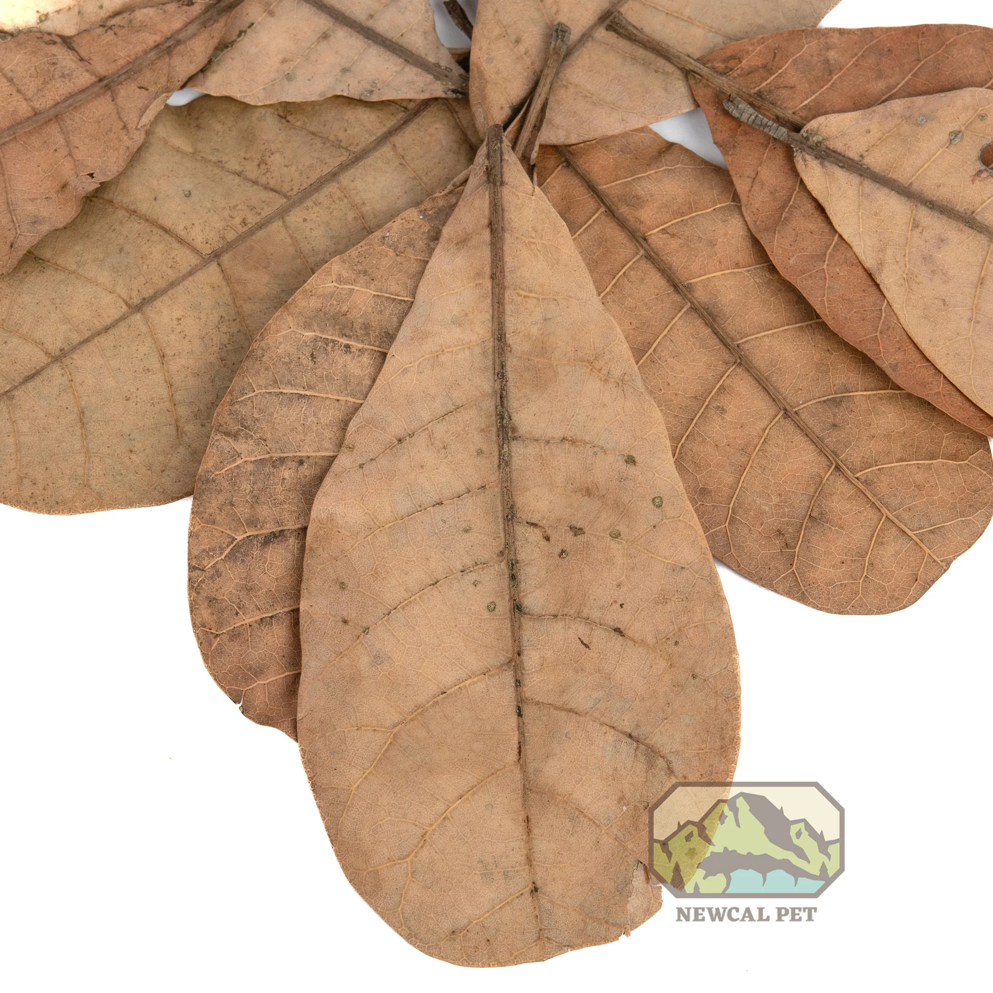 NewCal Cashew Leaves