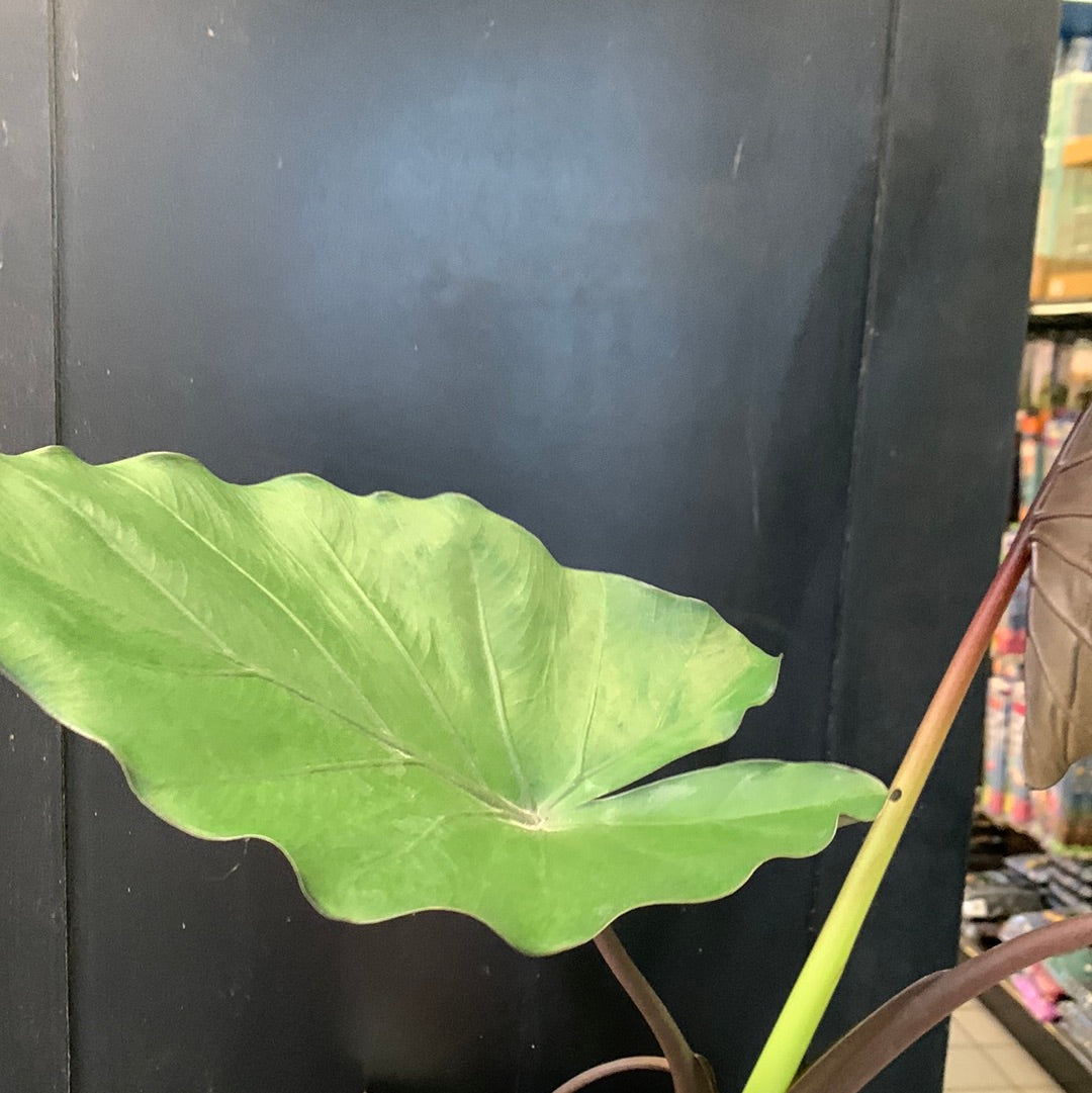 Tête en métal Alocasia
