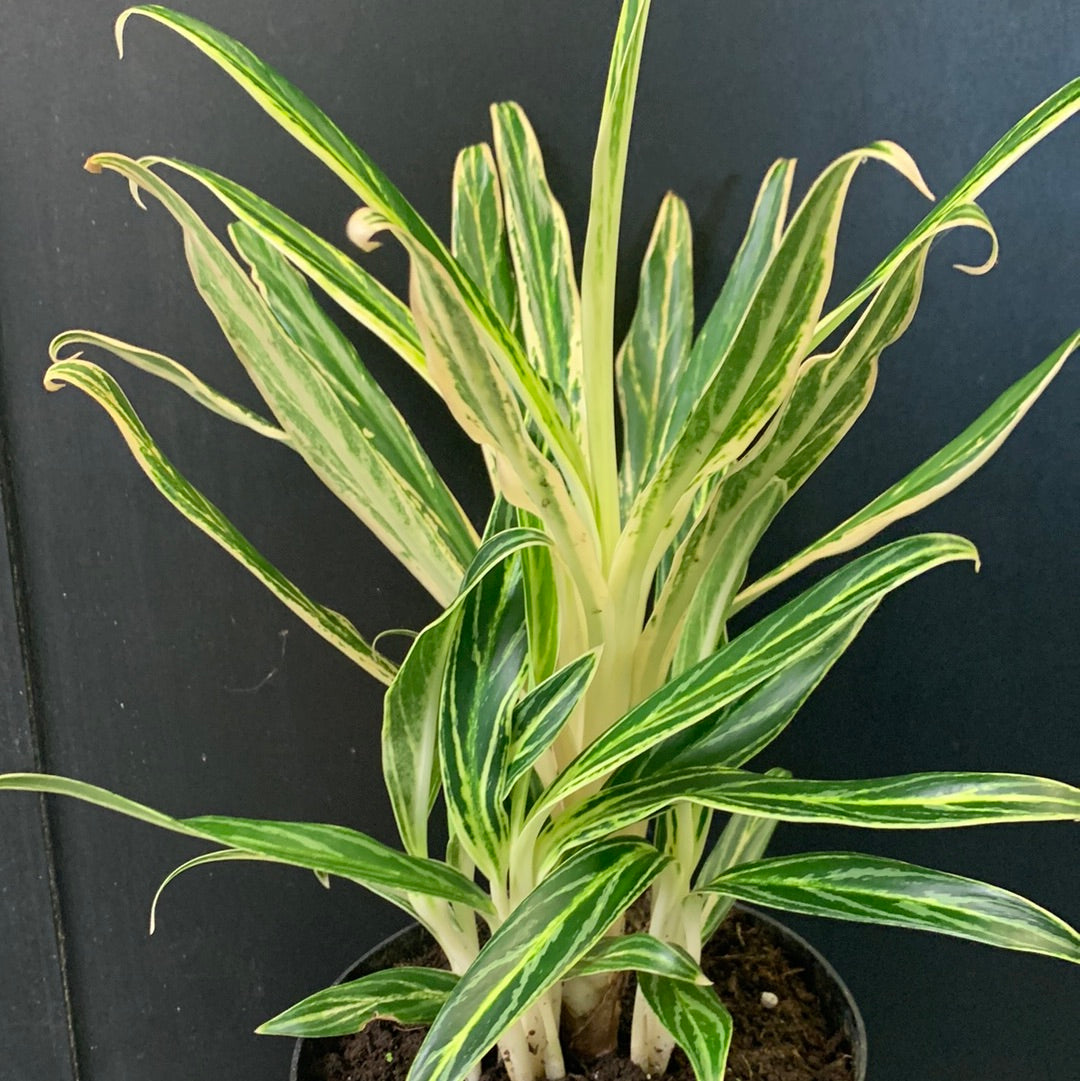 aglaonema rice Aglaonema Rice
