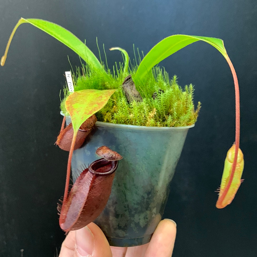 Nepenthes flava x (mira x lowii)