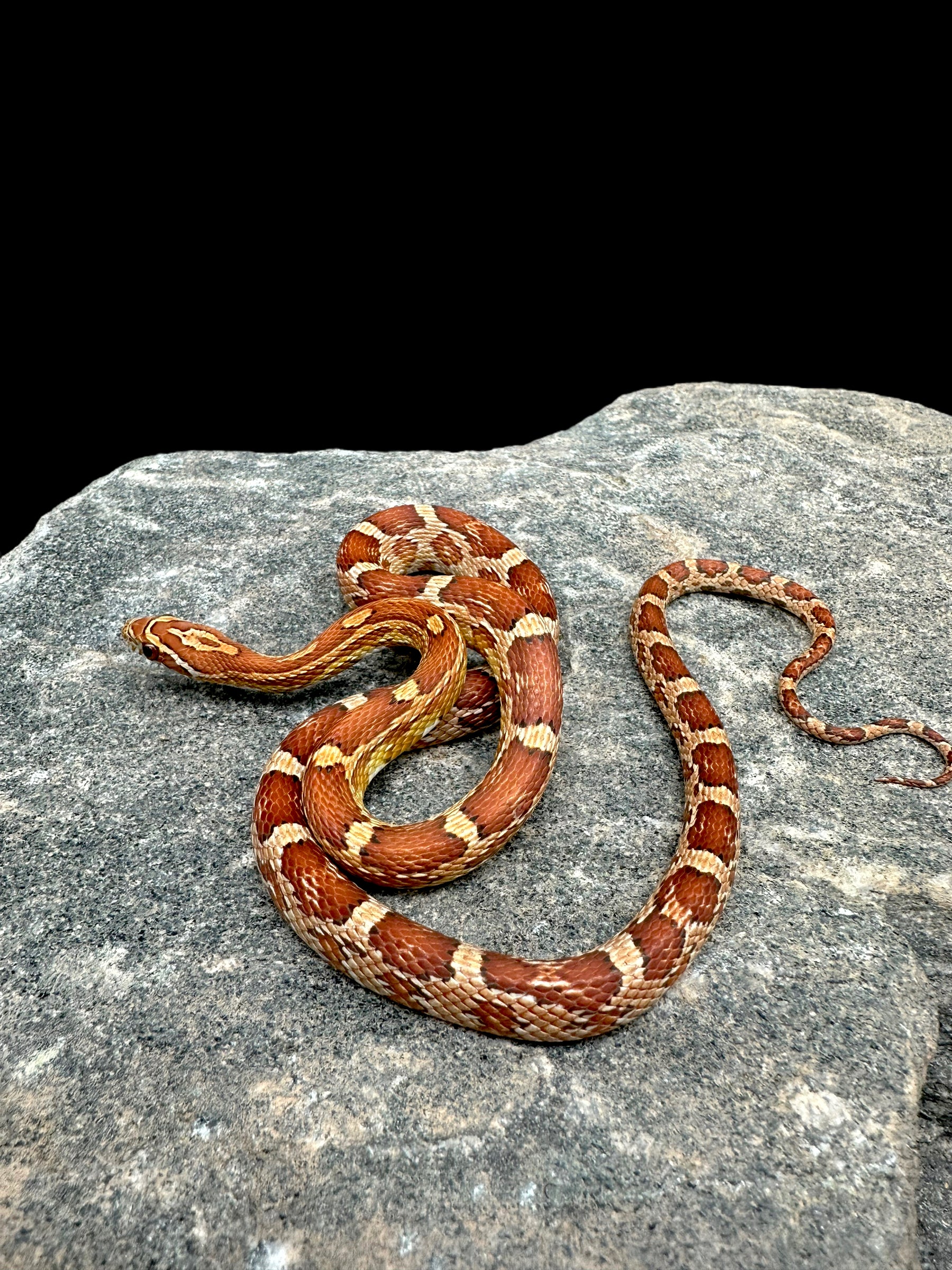 corn snake burrowed into plant Corn Snake (Hypo)