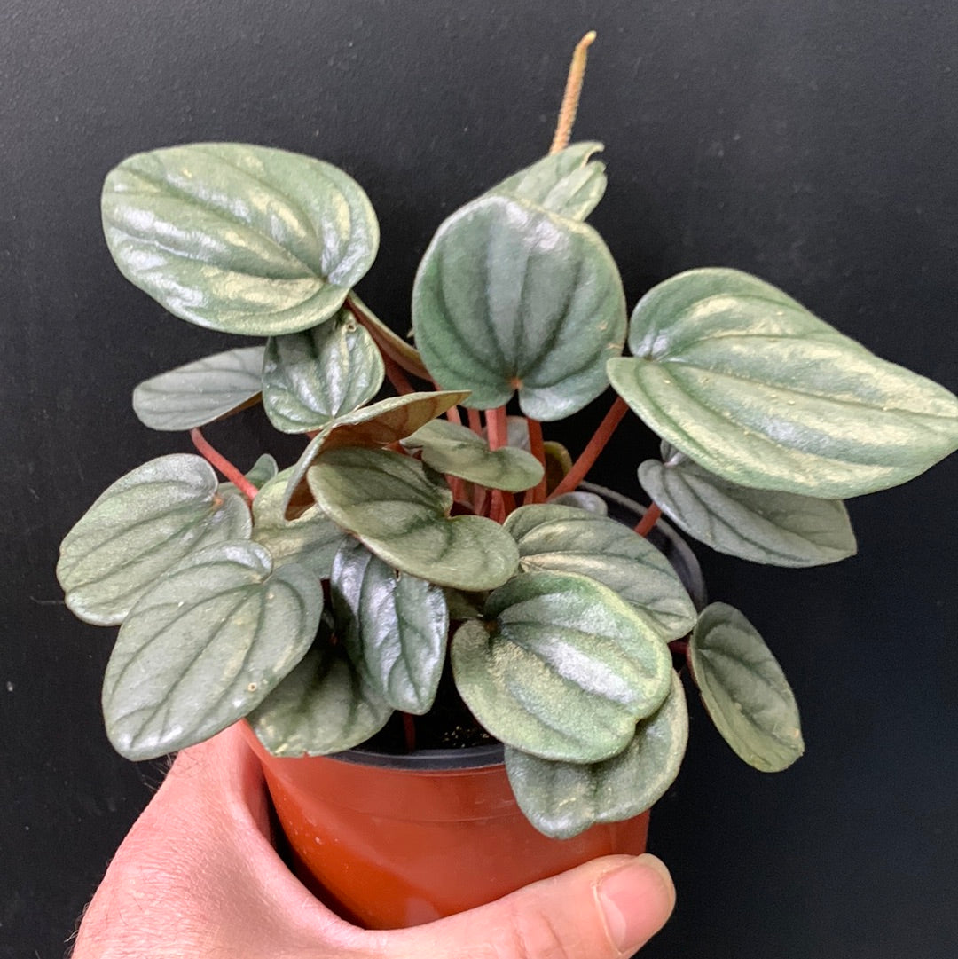 Peperomia Sunrise