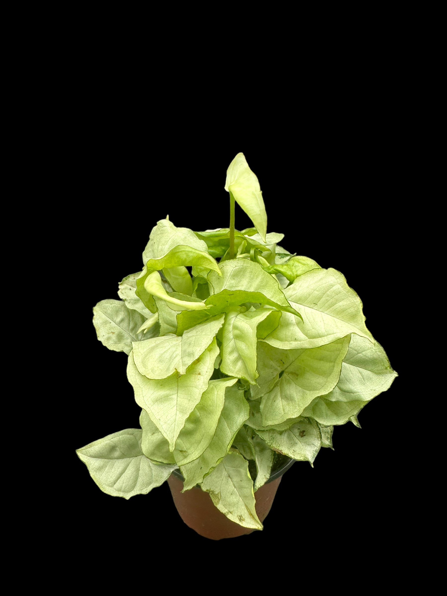 Syngonium Silver Pearl