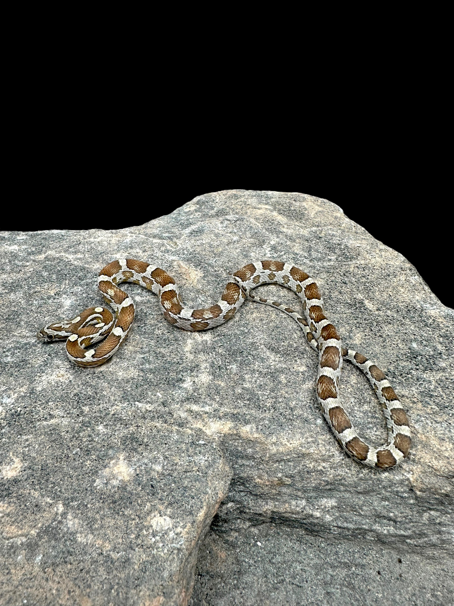 Serpent des blés (caramel)