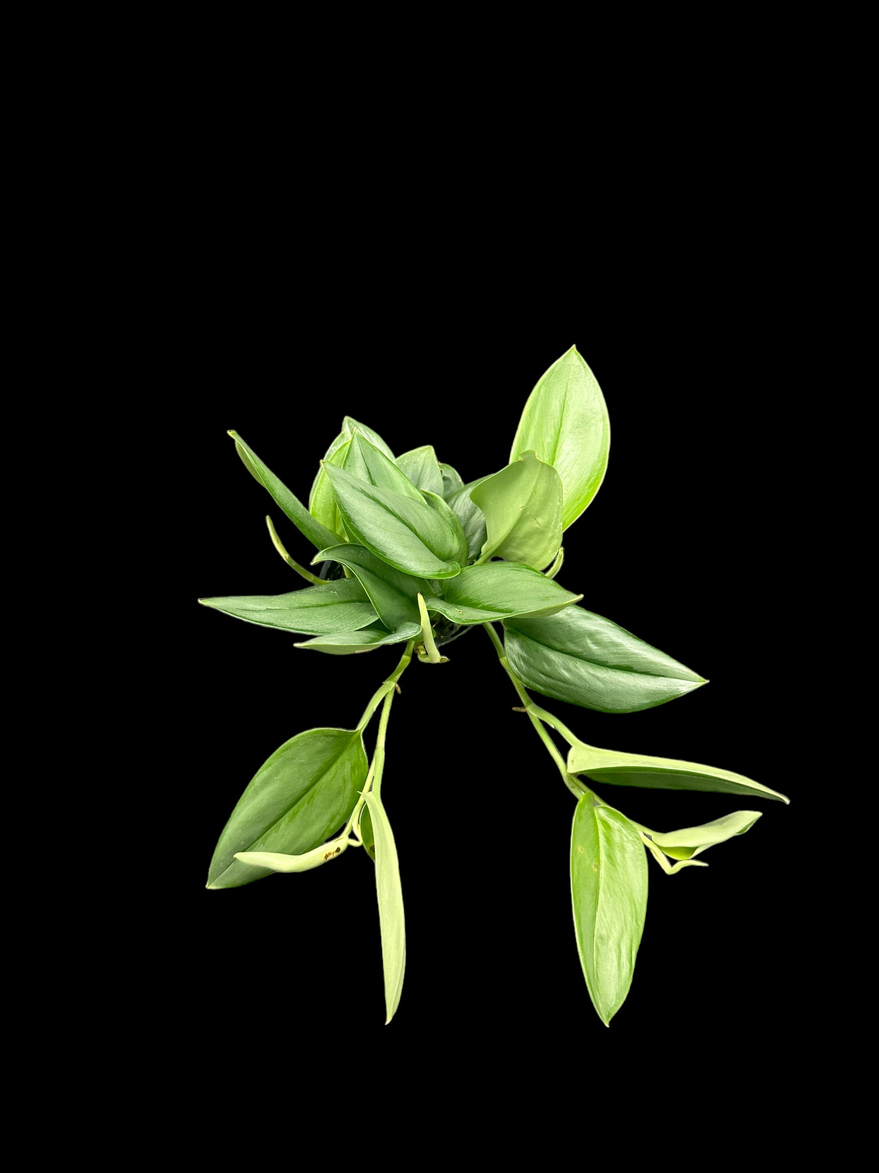 Scindapsus treubii Clair de lune