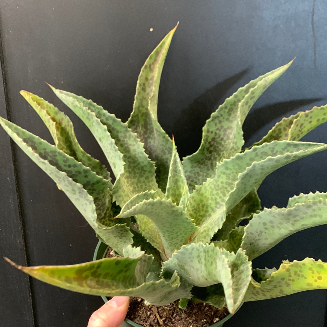 Mangave attrape une vague