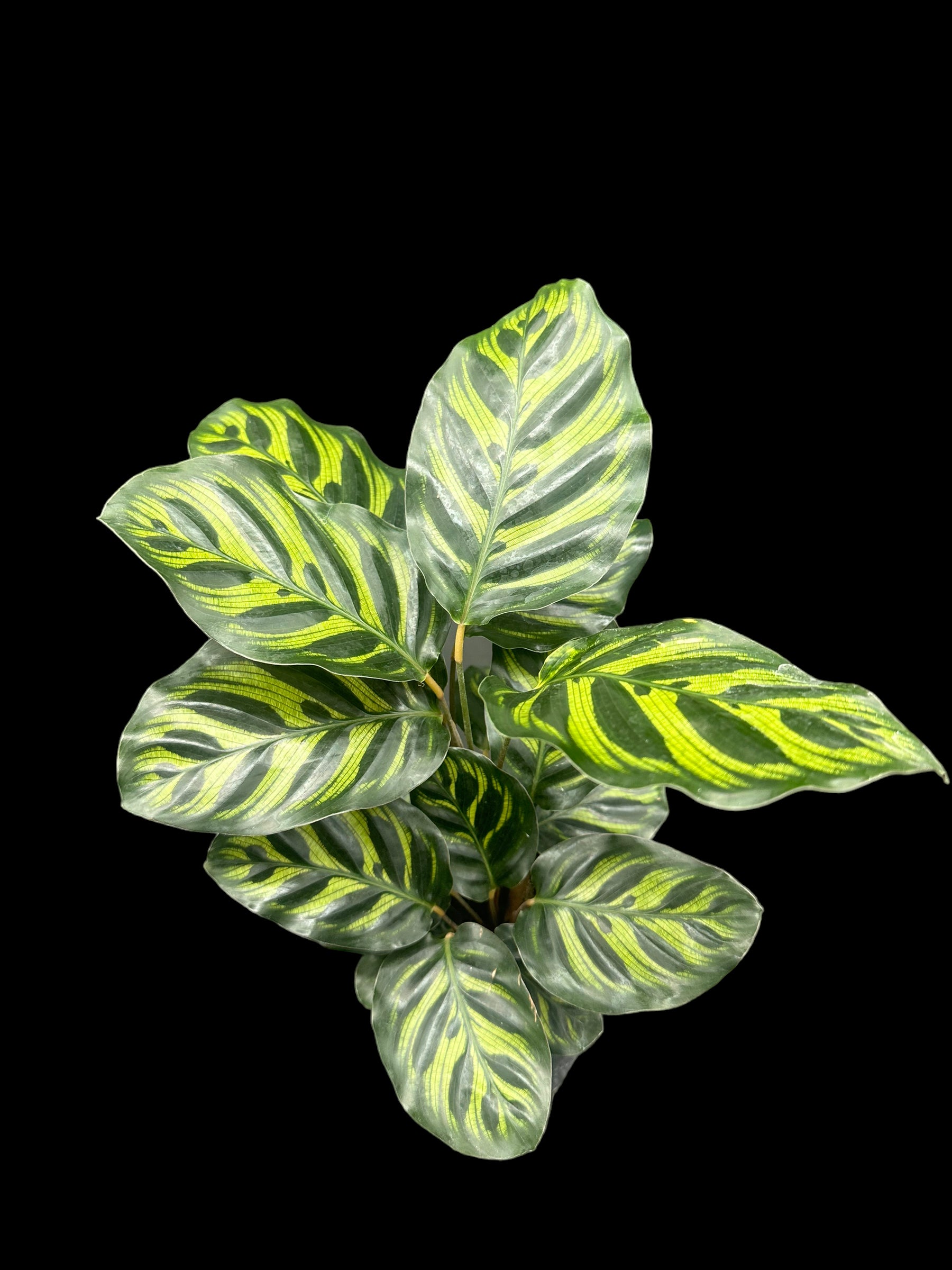 Calathea makoyana