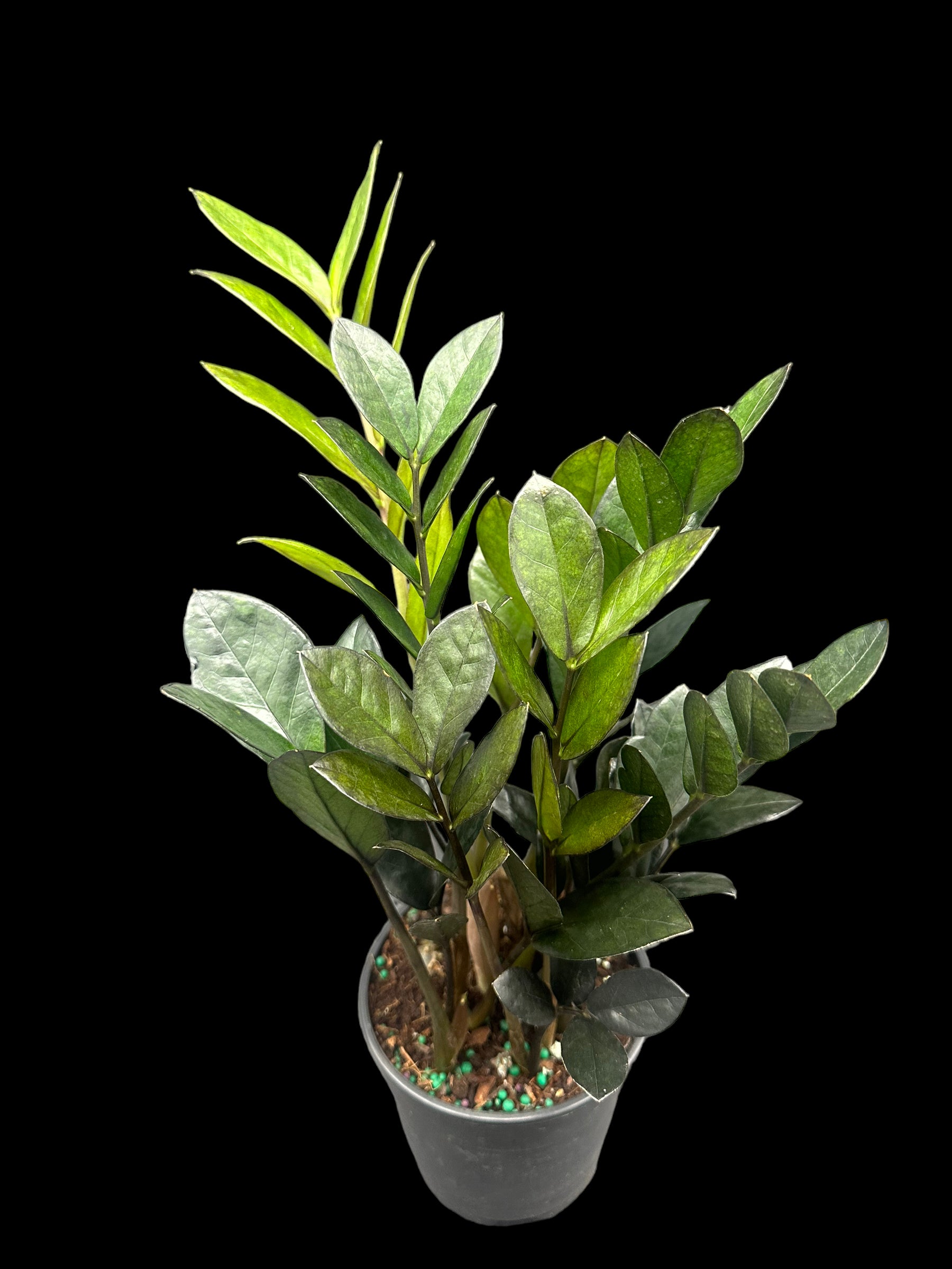 nova zz plant Nova ZZ Plant