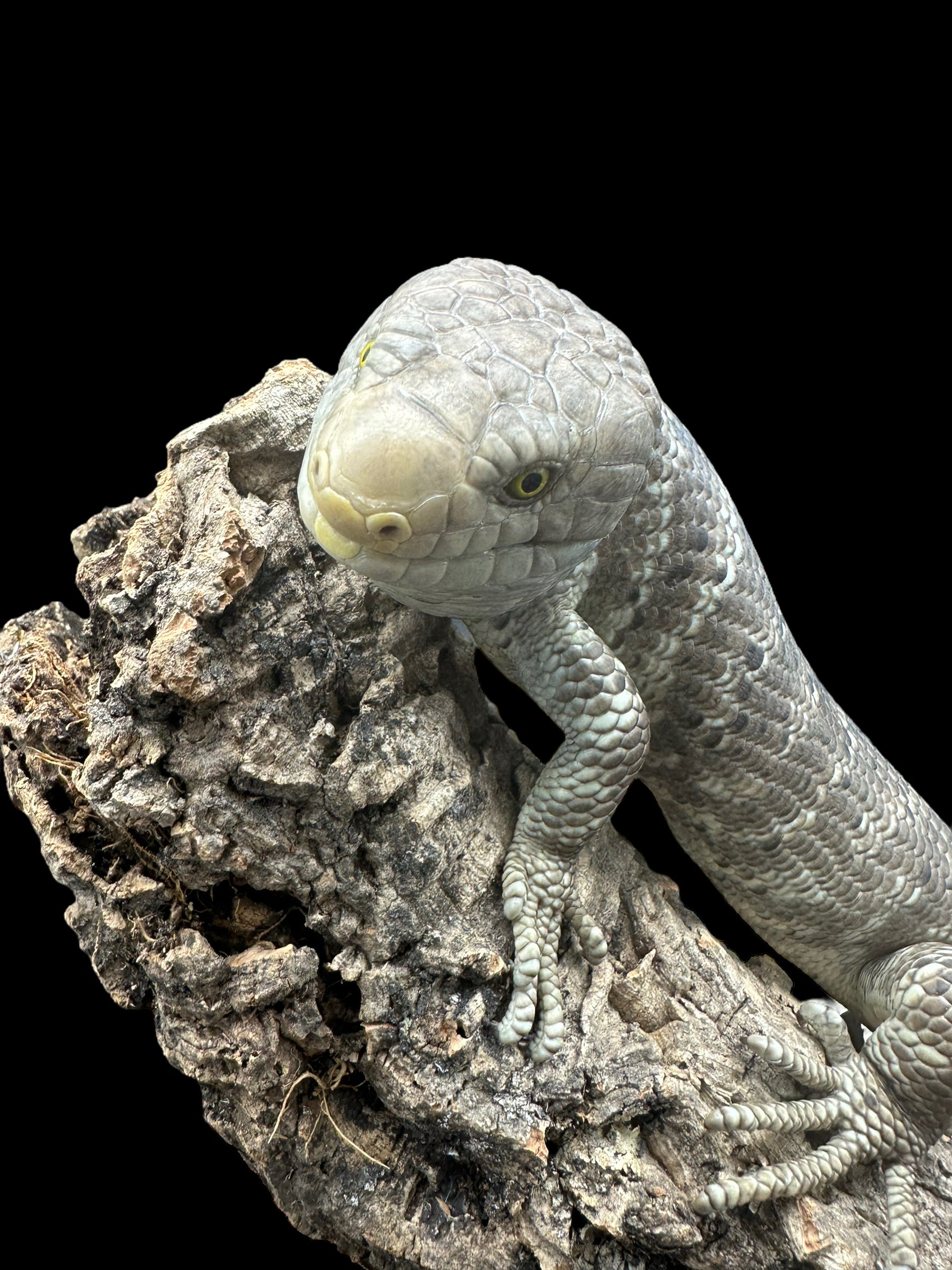 Monkey Tailed Skink