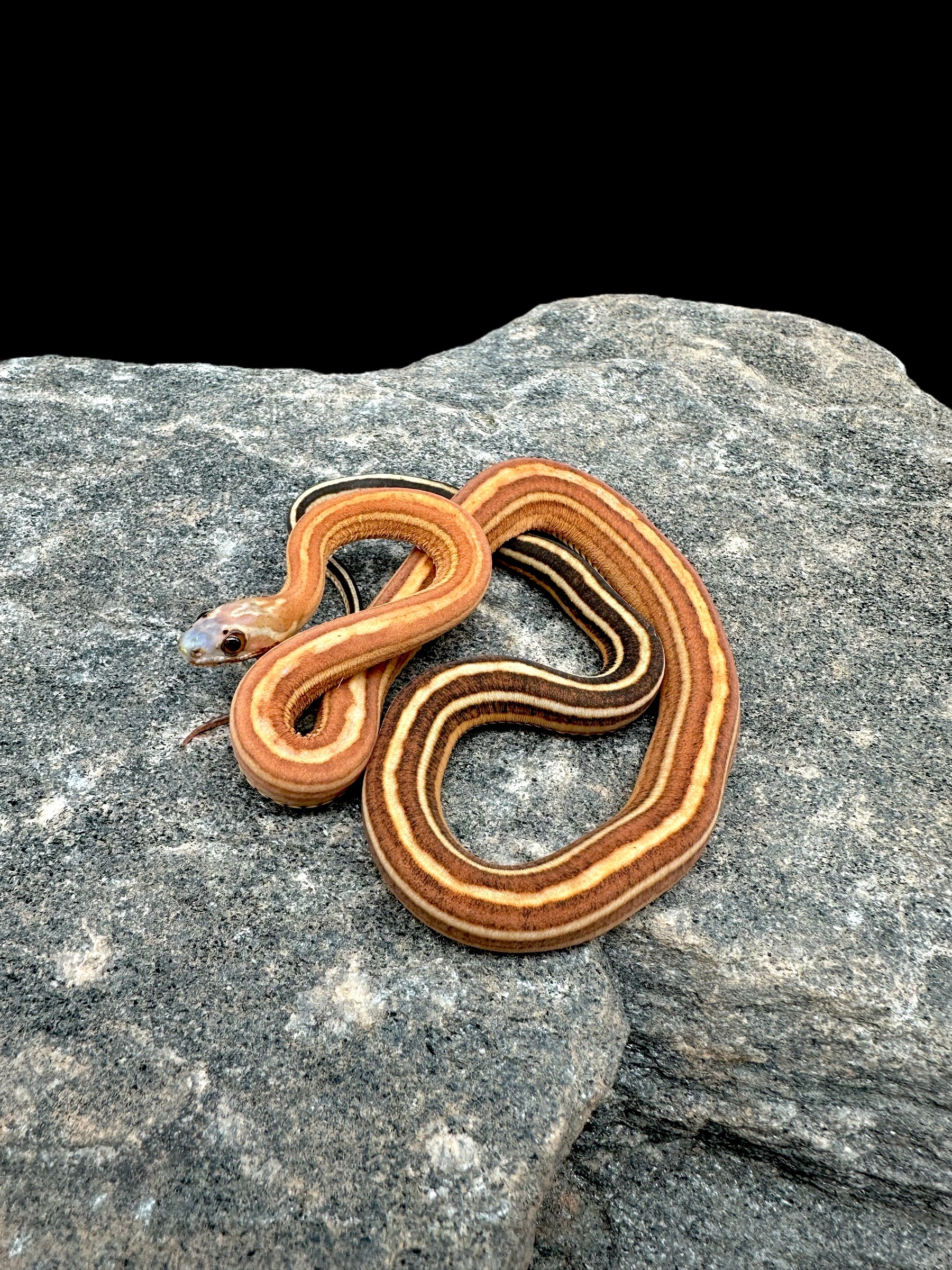 Serpent des blés (Tessera sans écailles) mâle