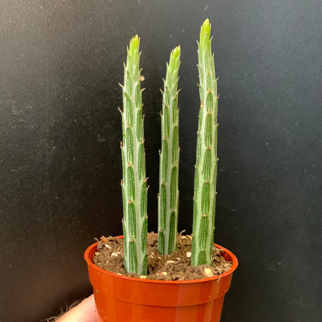 Senecio stapeliformis