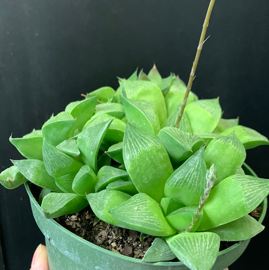 Haworthia cymbiformis