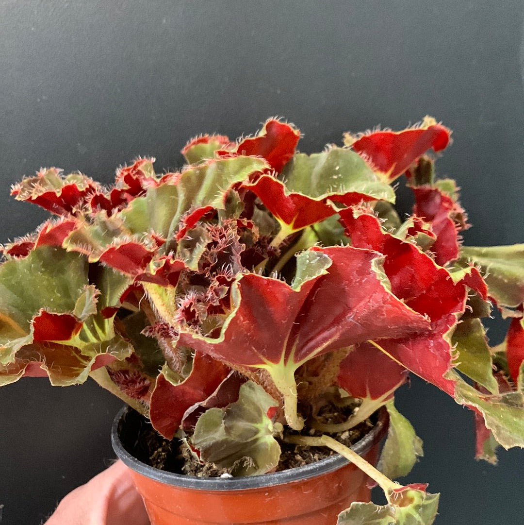 Begonia Madame Queen