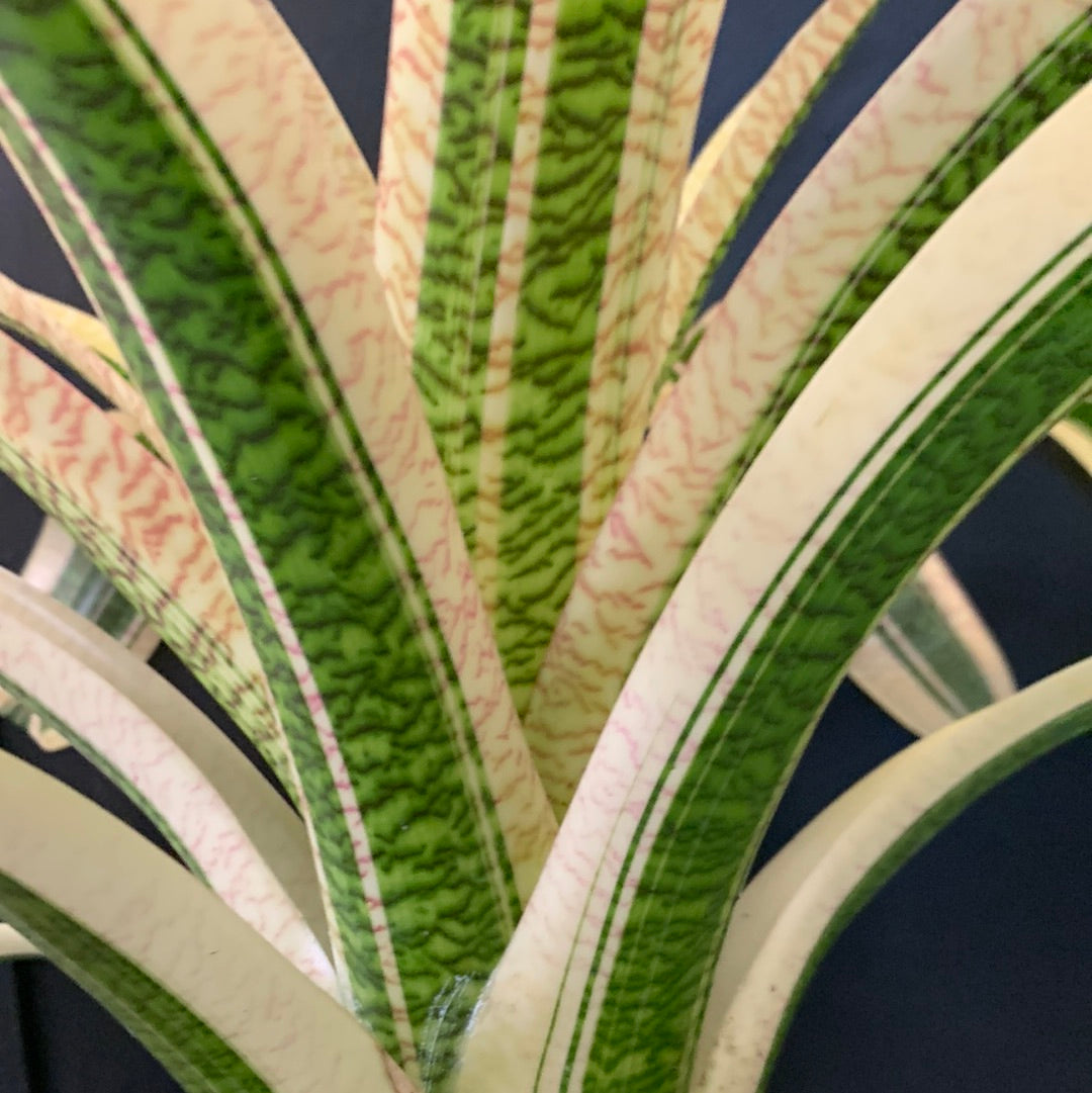 Voie lactée de Vriesea