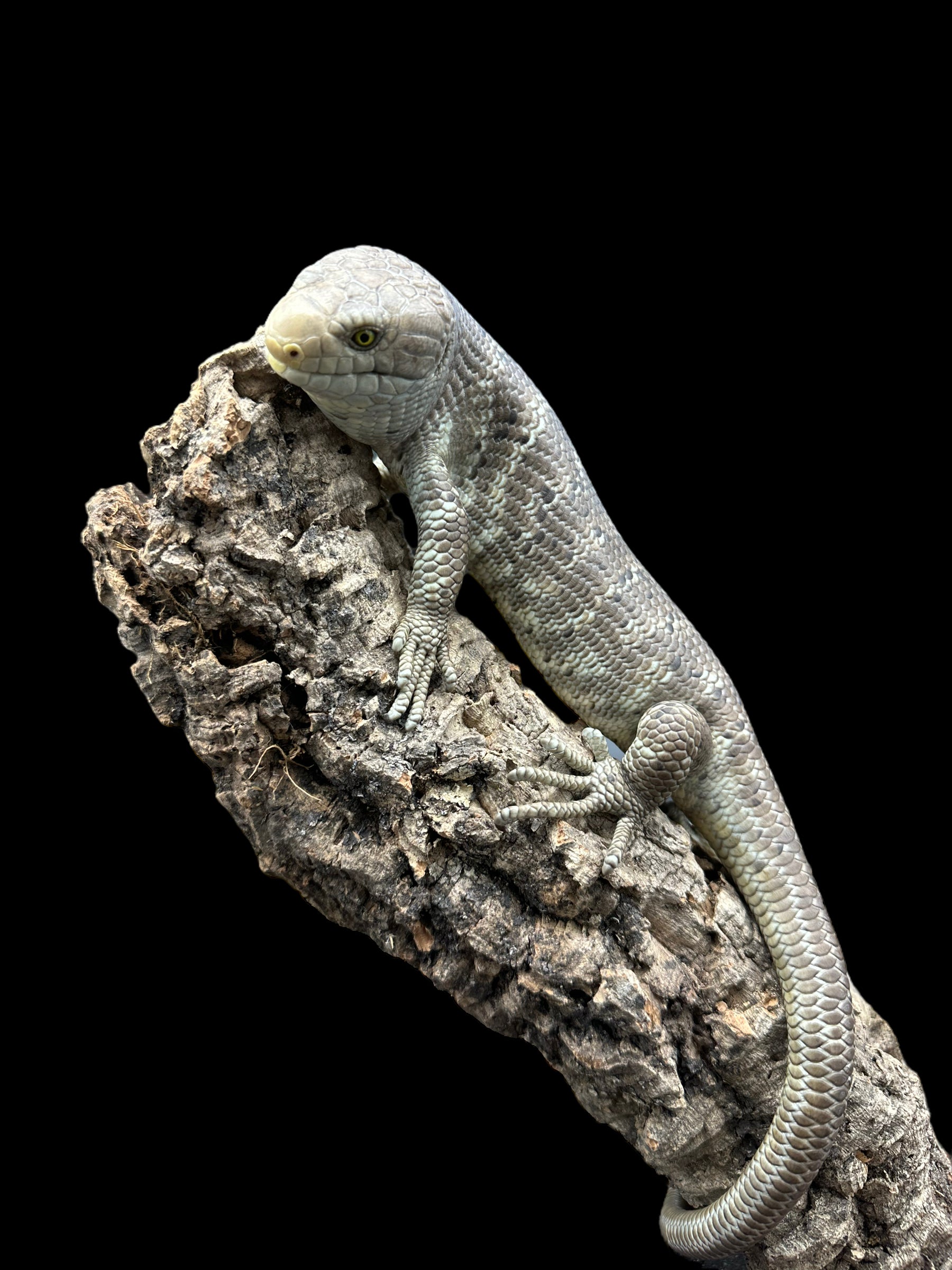 Monkey Tailed Skink