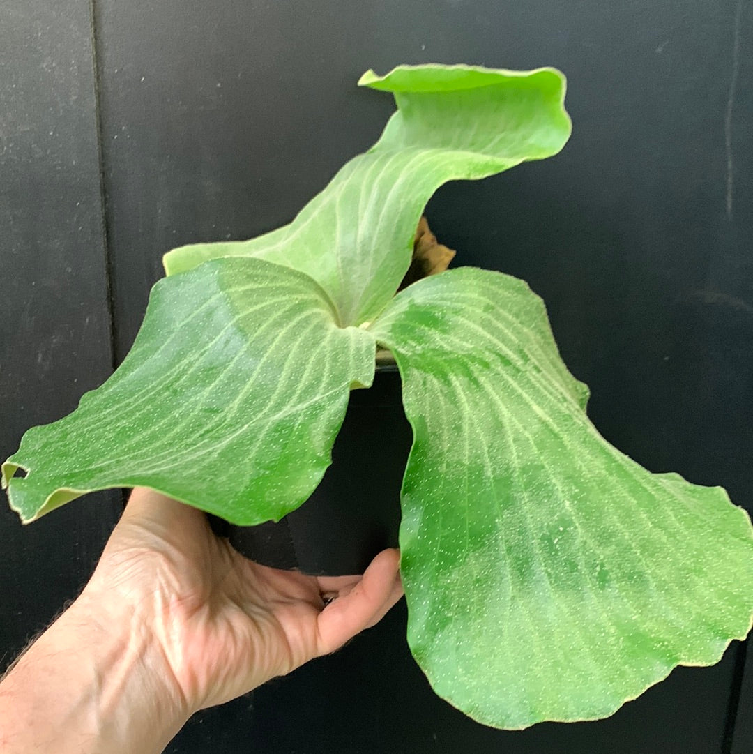Elephant Stag Horn Fern