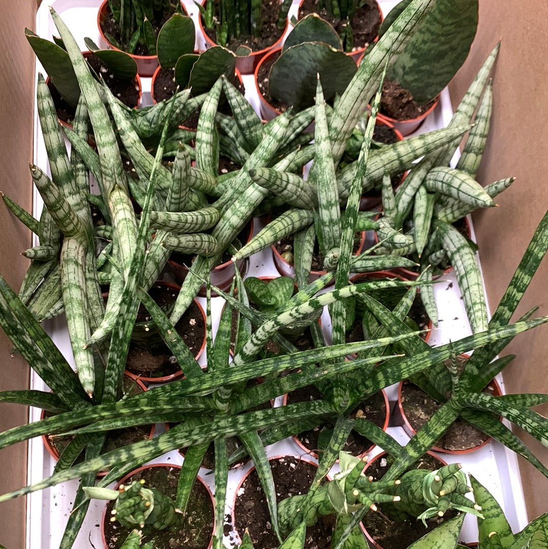 Premium Assorted Sansevieria