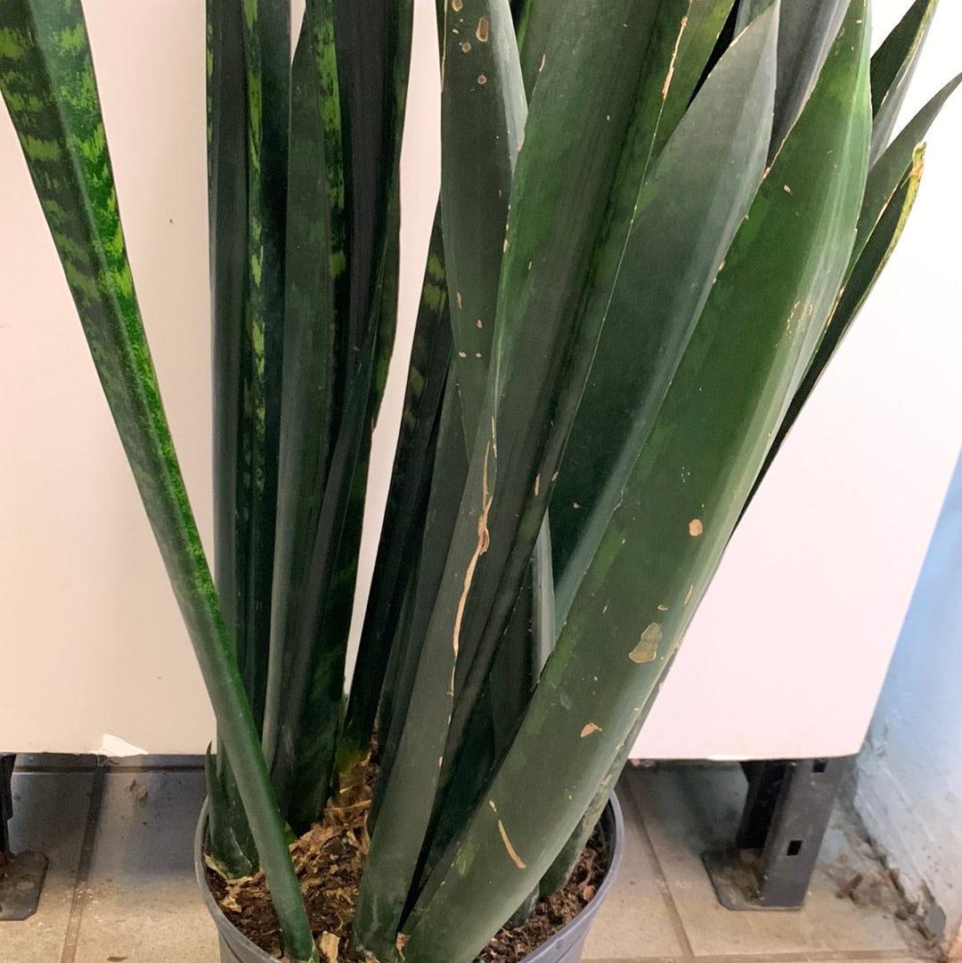 Sansevieria Zulu