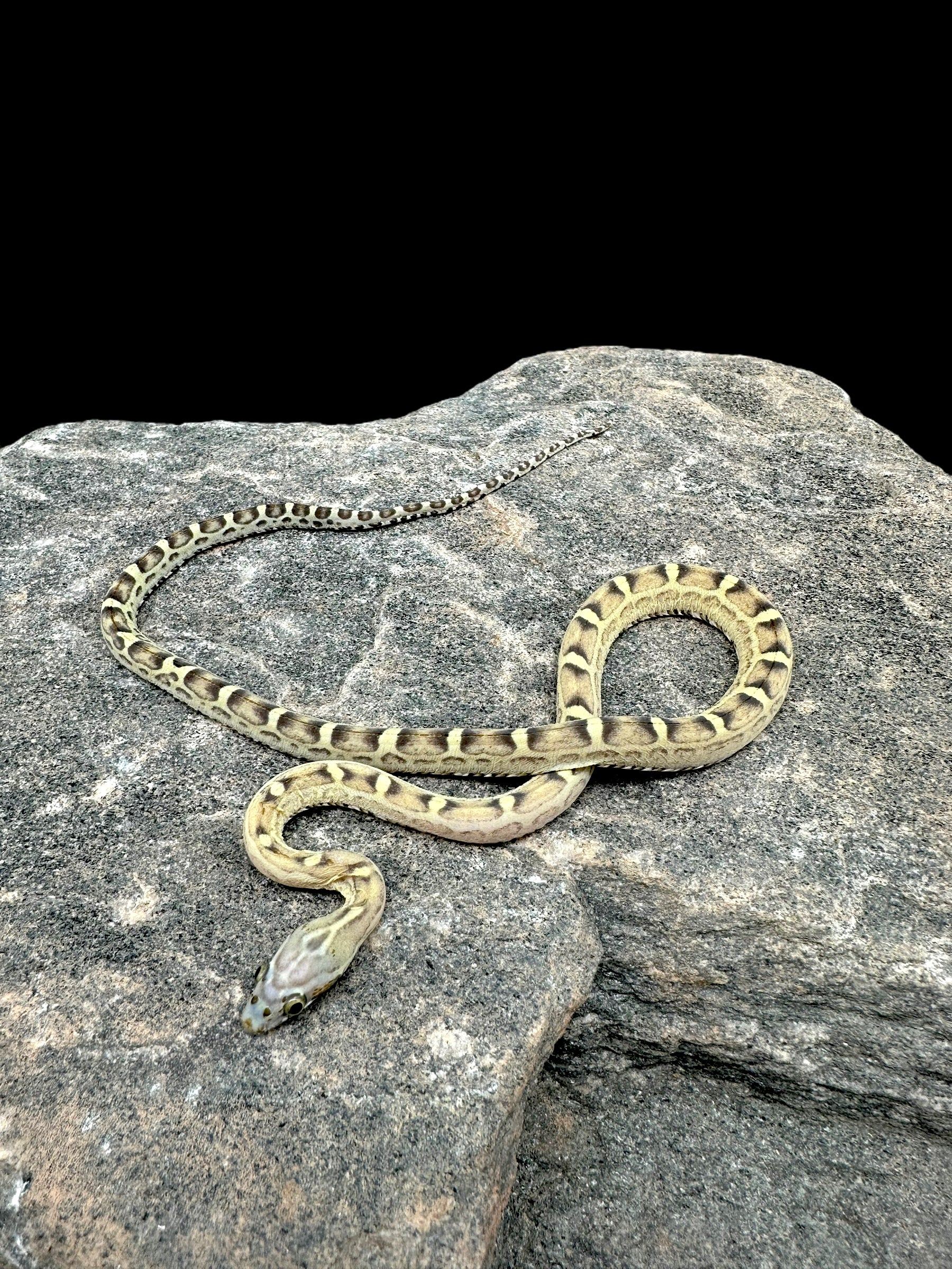 Serpent des blés (caramel sans écailles) mâle