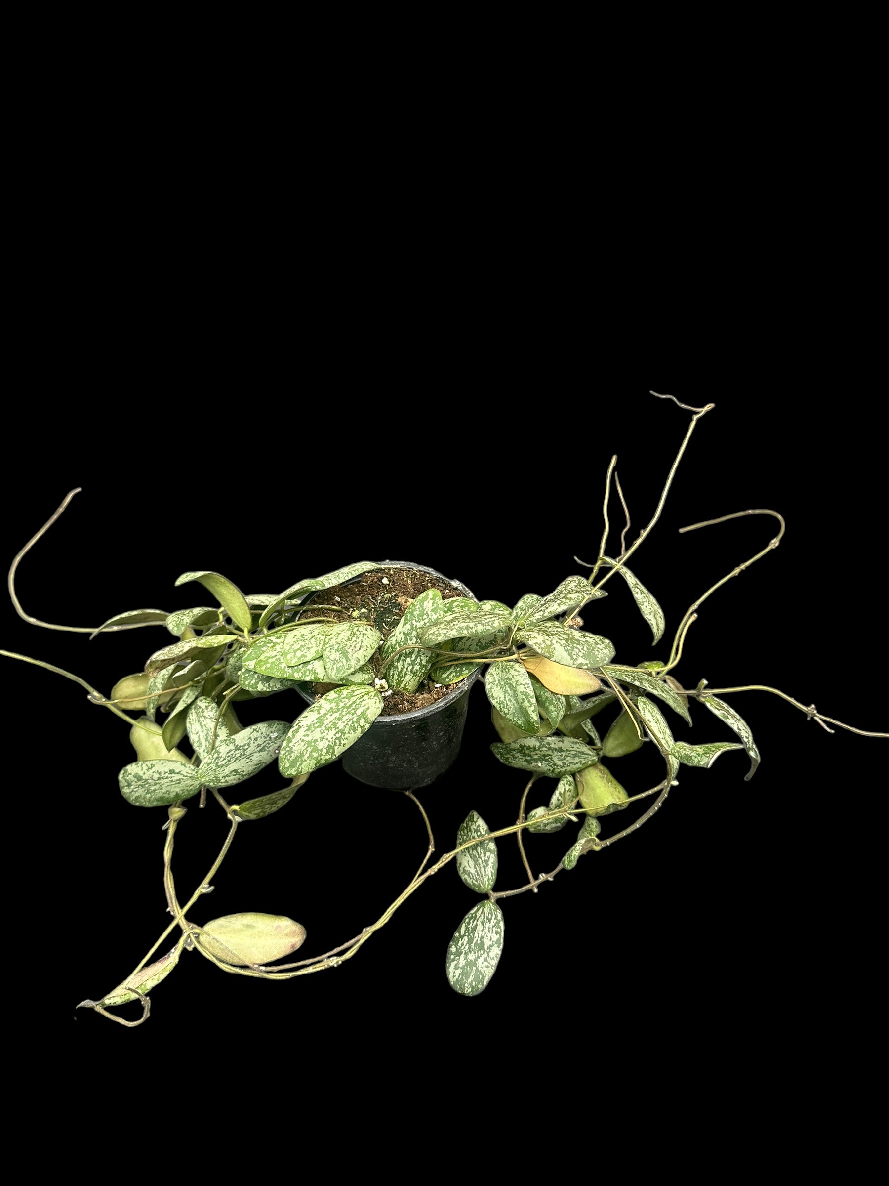 Hoya sigillatis