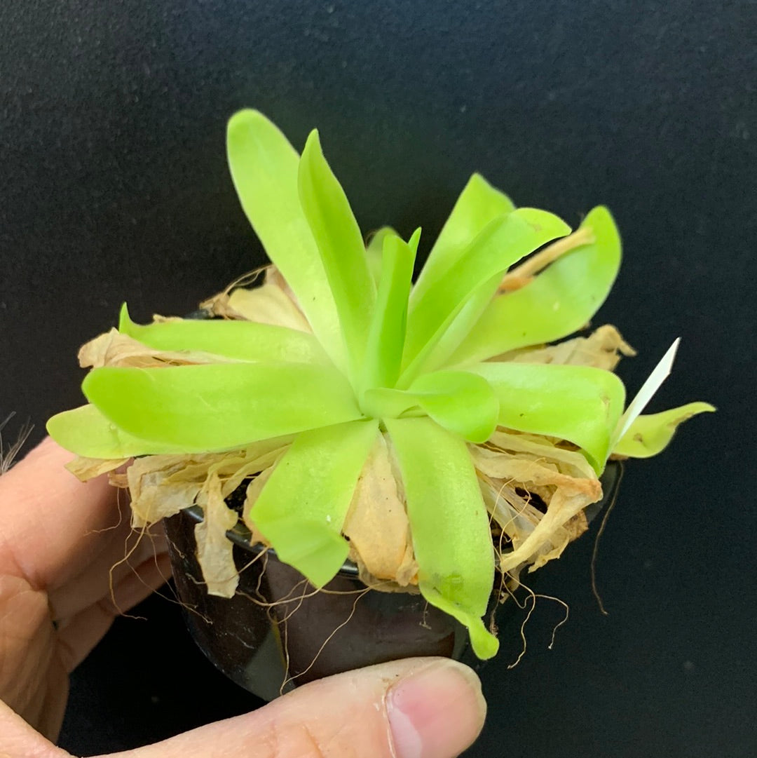 Pinguicula gigantea x moctezumae