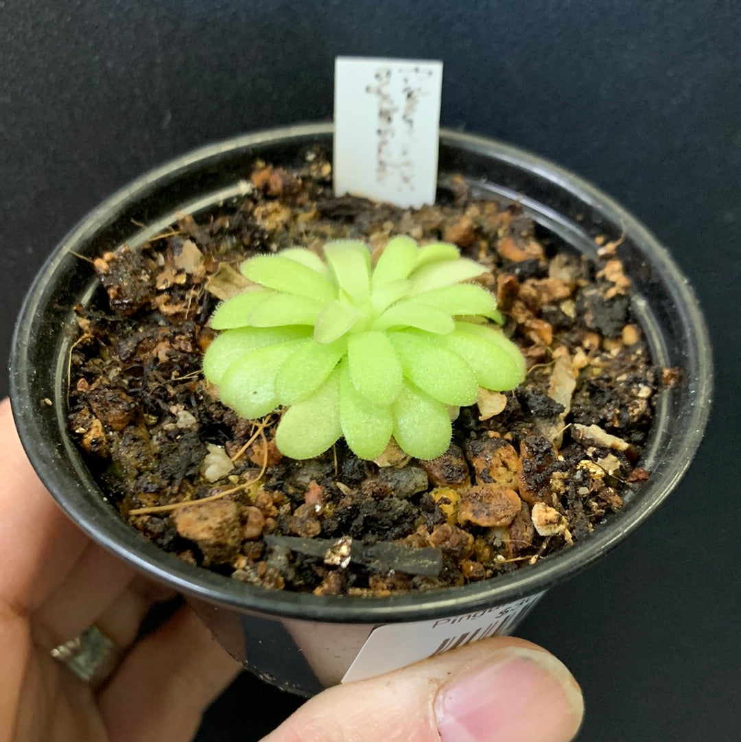 Pinguicula ibarrae x cyclosecta