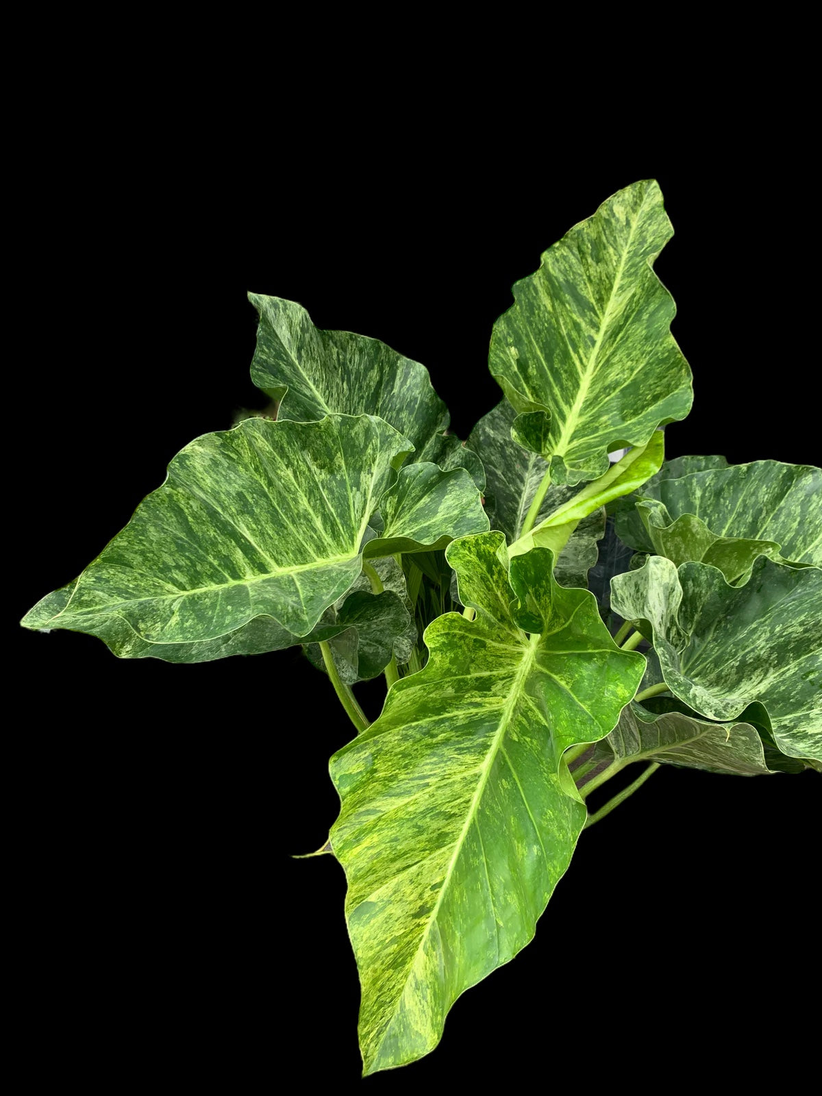 Philodendron giganteum variegatum