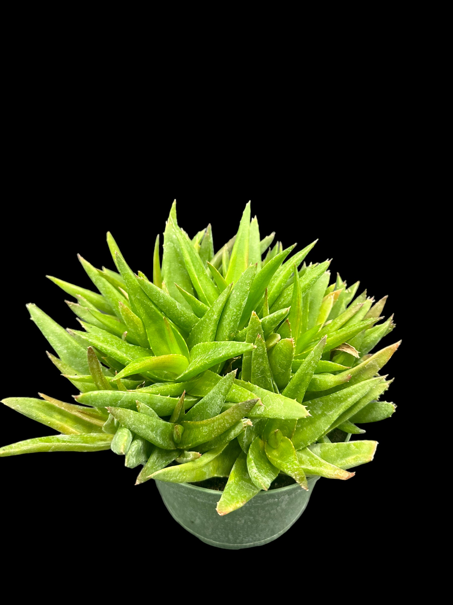 Assortiment d'aloès