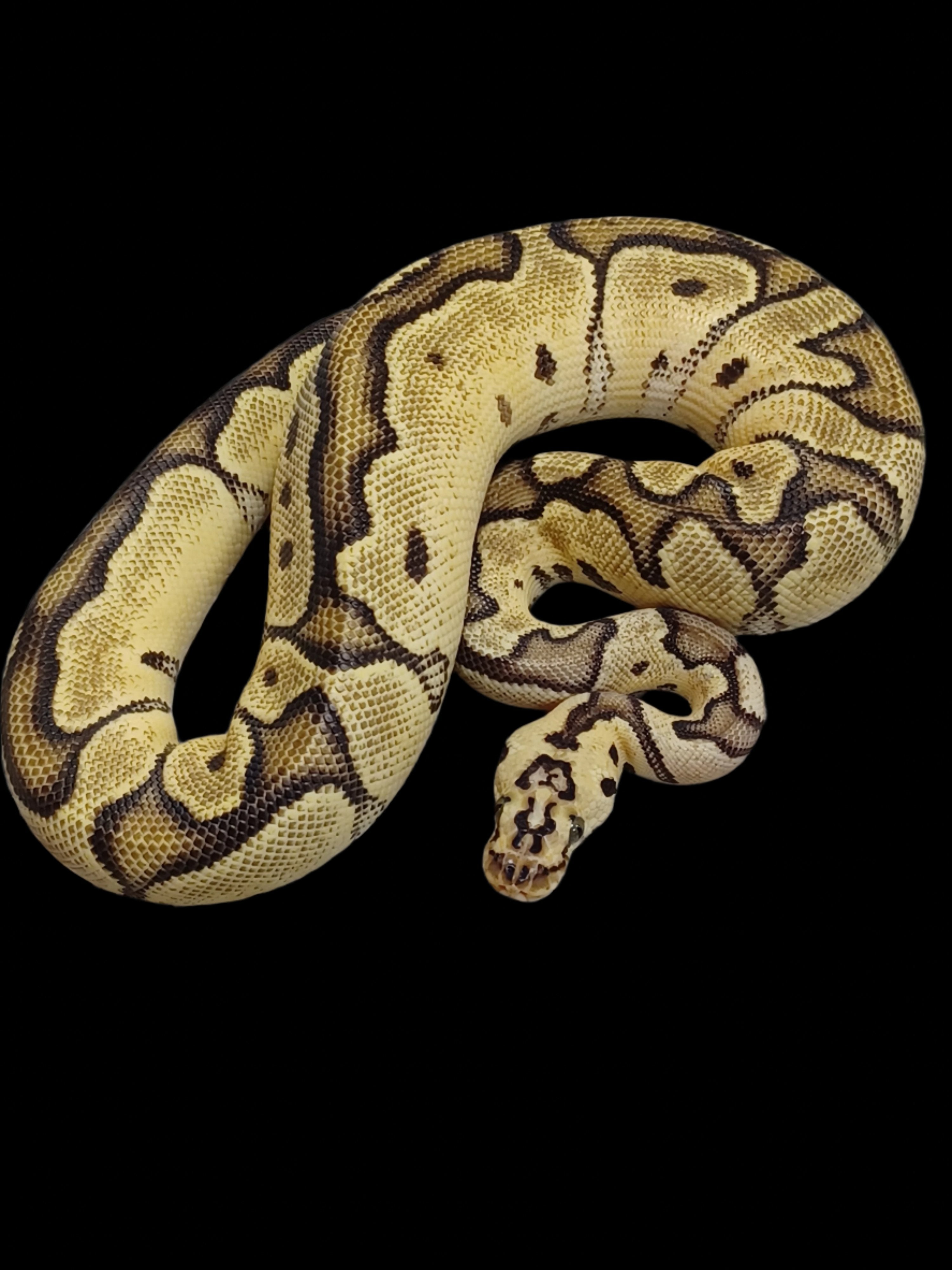 Python royal (clown à nez tacheté pastel Enchi)