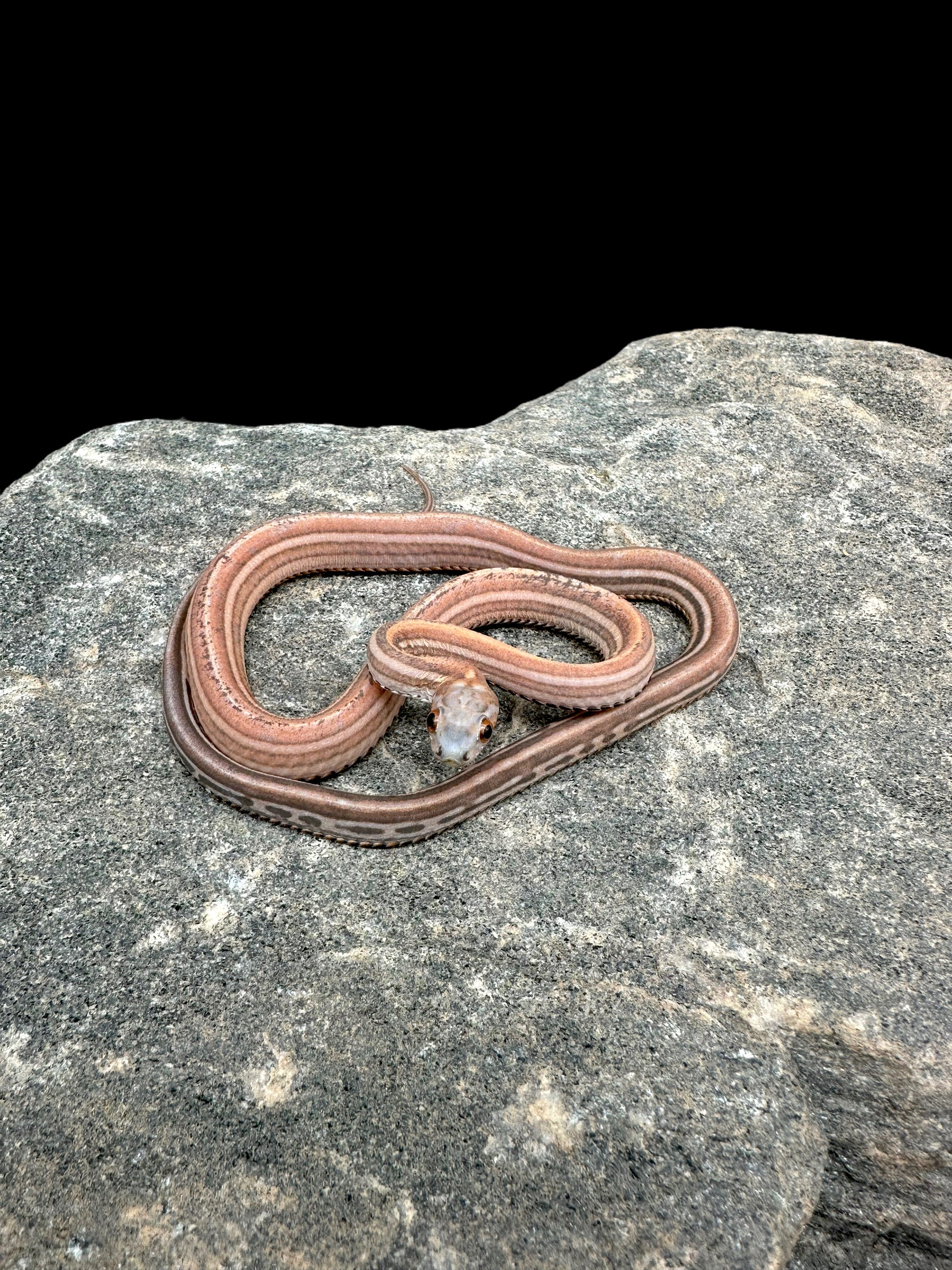 Serpent des blés (diffusé sans écailles) mâle