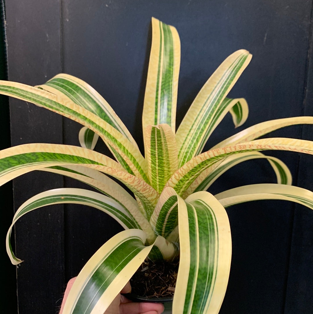 Voie lactée de Vriesea