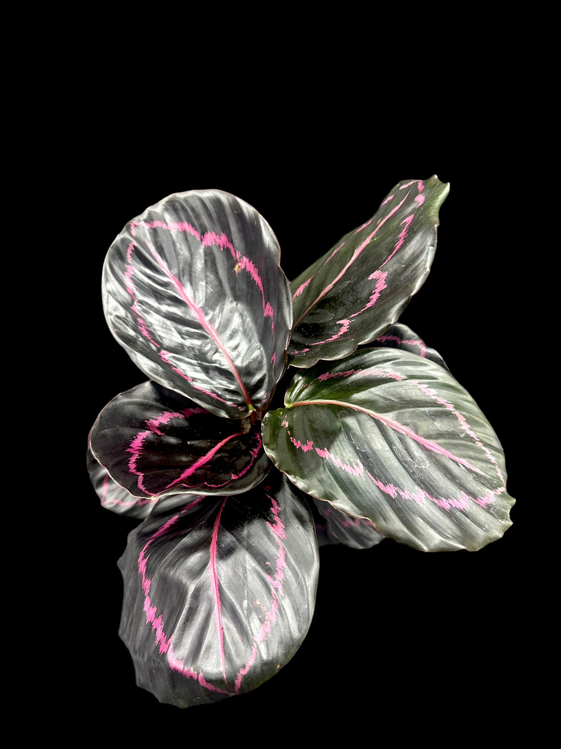 Calathea Dottie