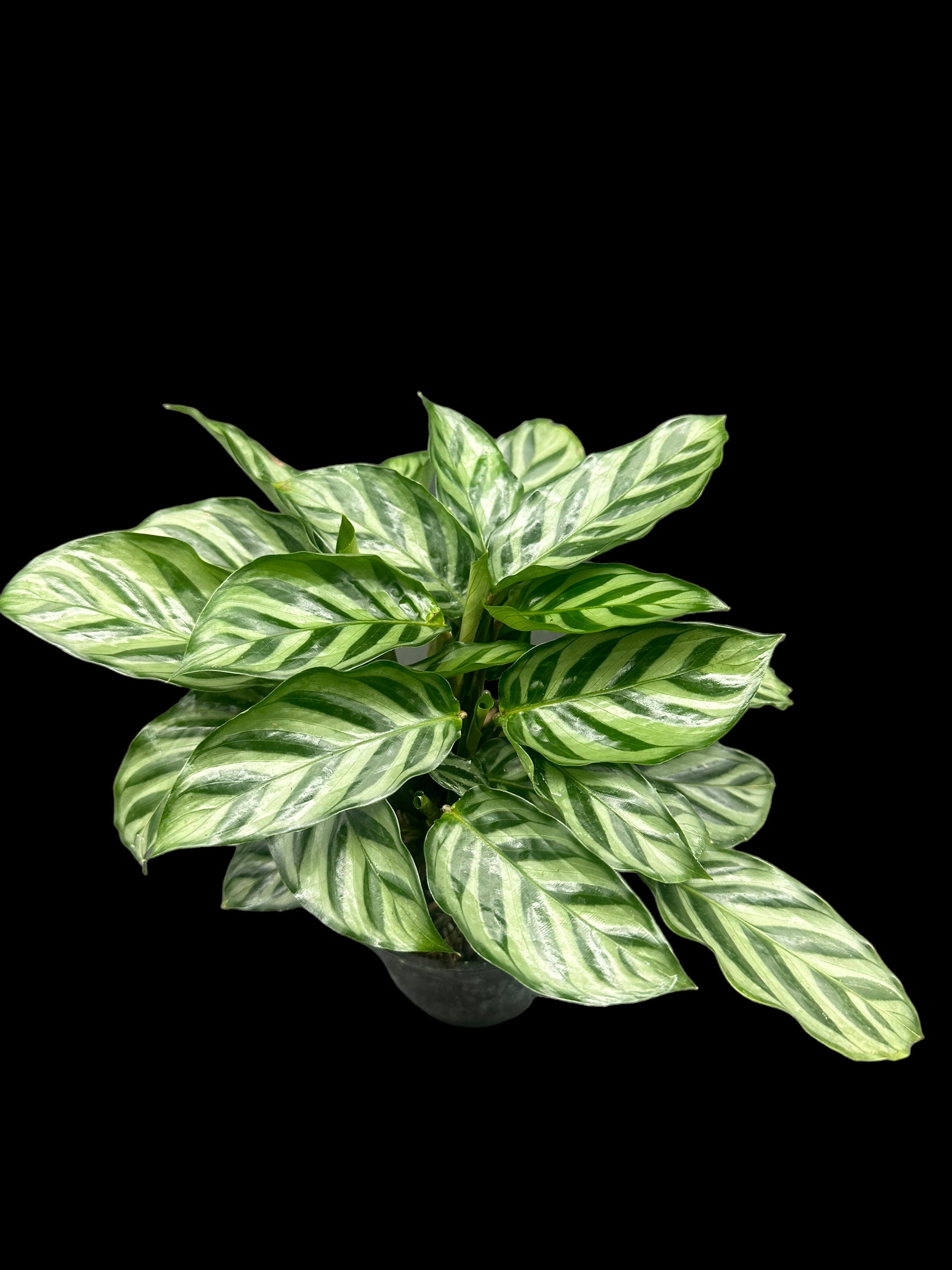 Calathea Freddie