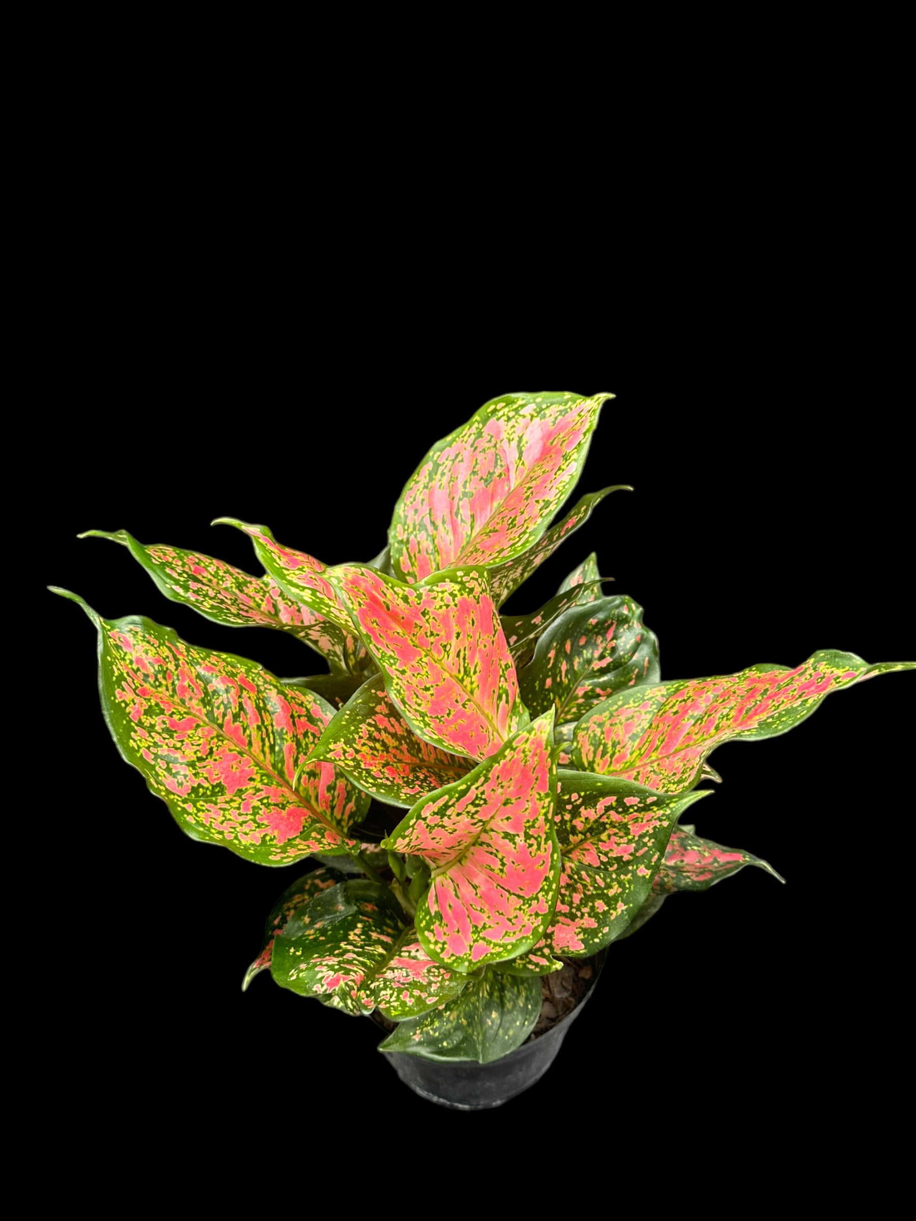 Aglaonema Pink Anyamanee