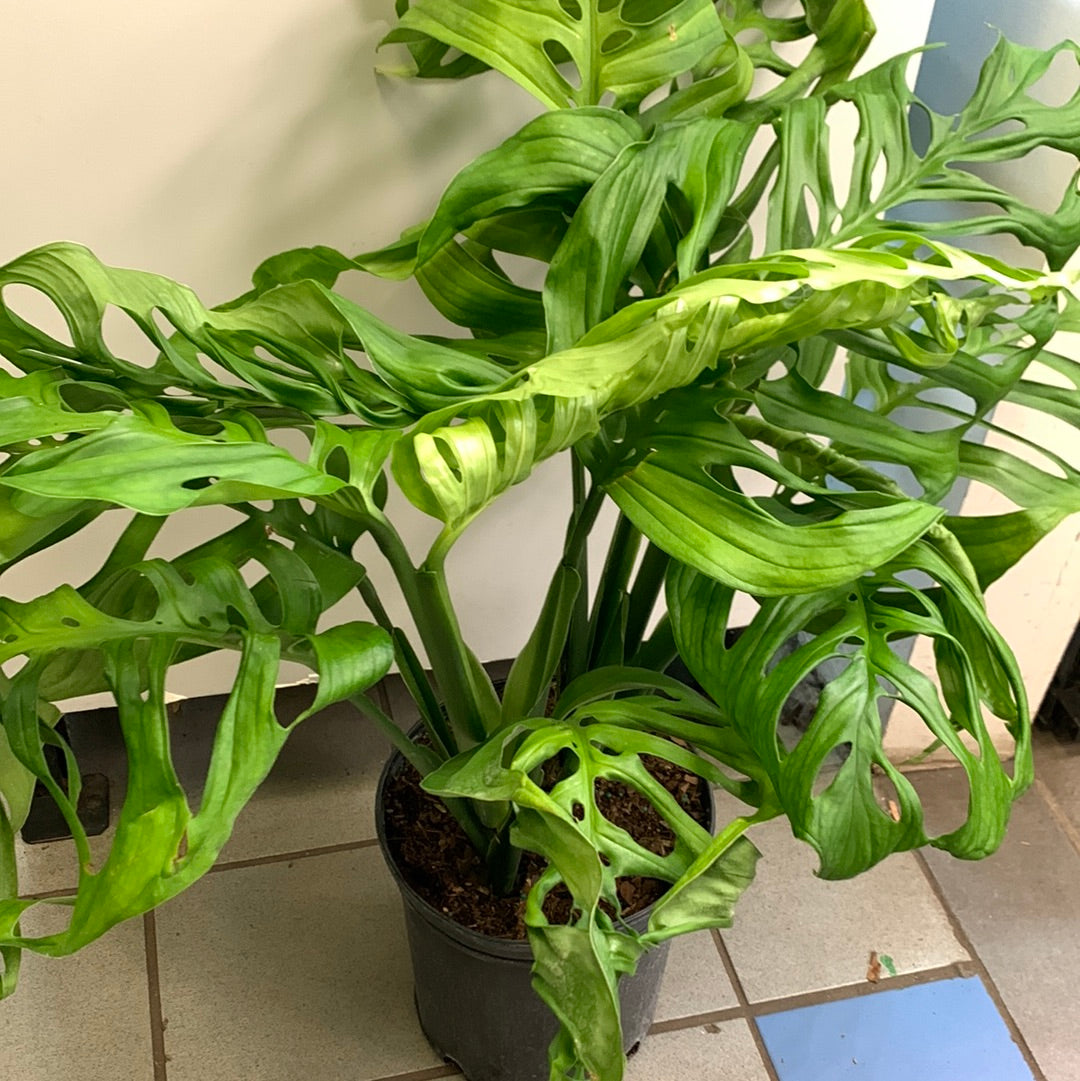 Squelette de Monstera