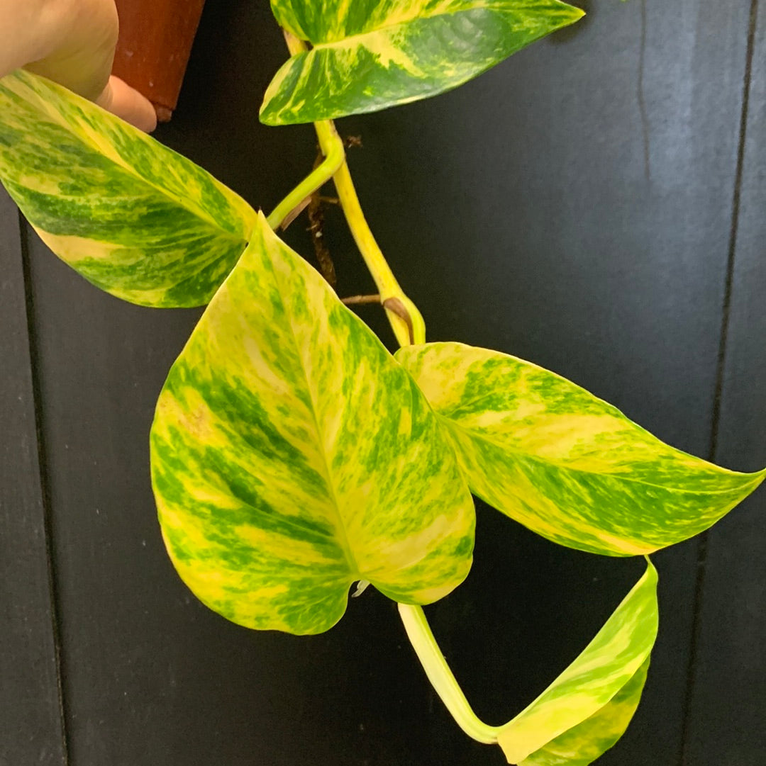 Golden Pothos Hawaiian