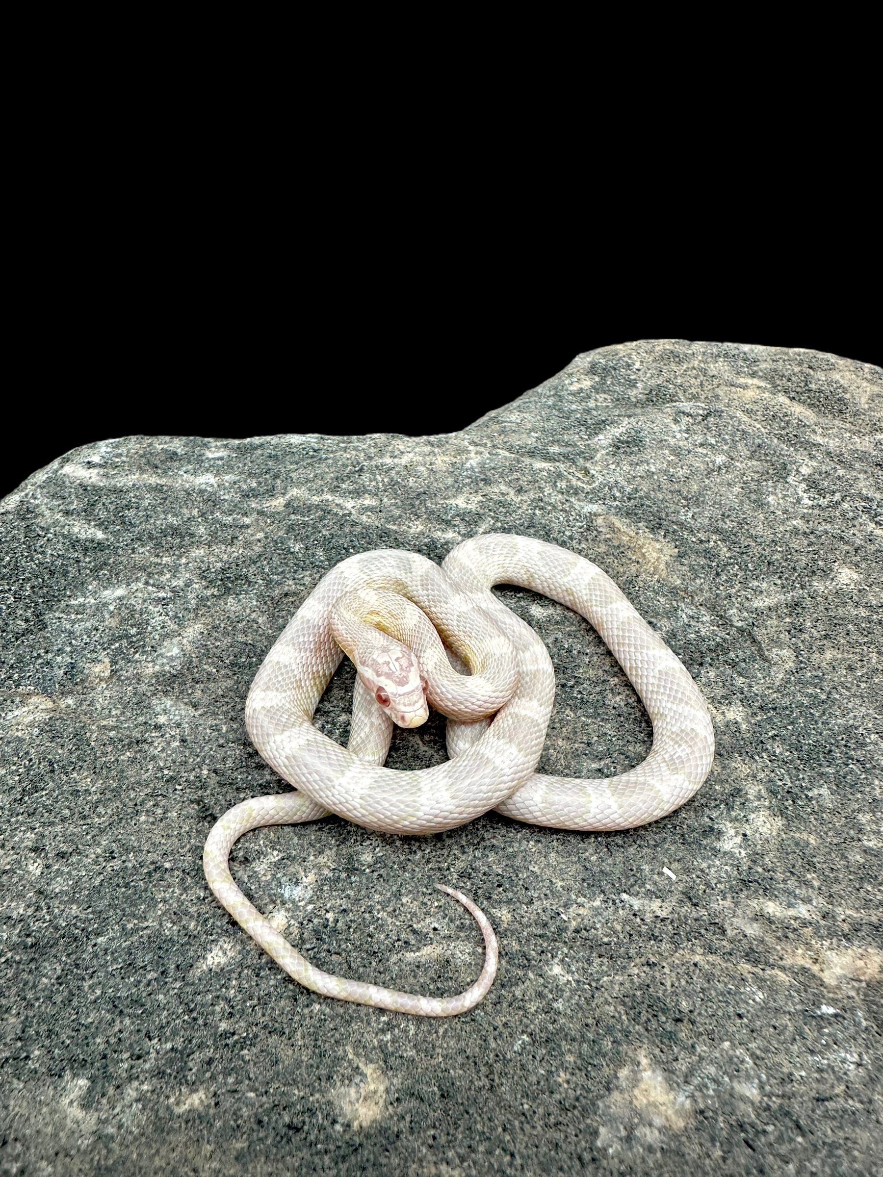 Serpent des blés (neige)