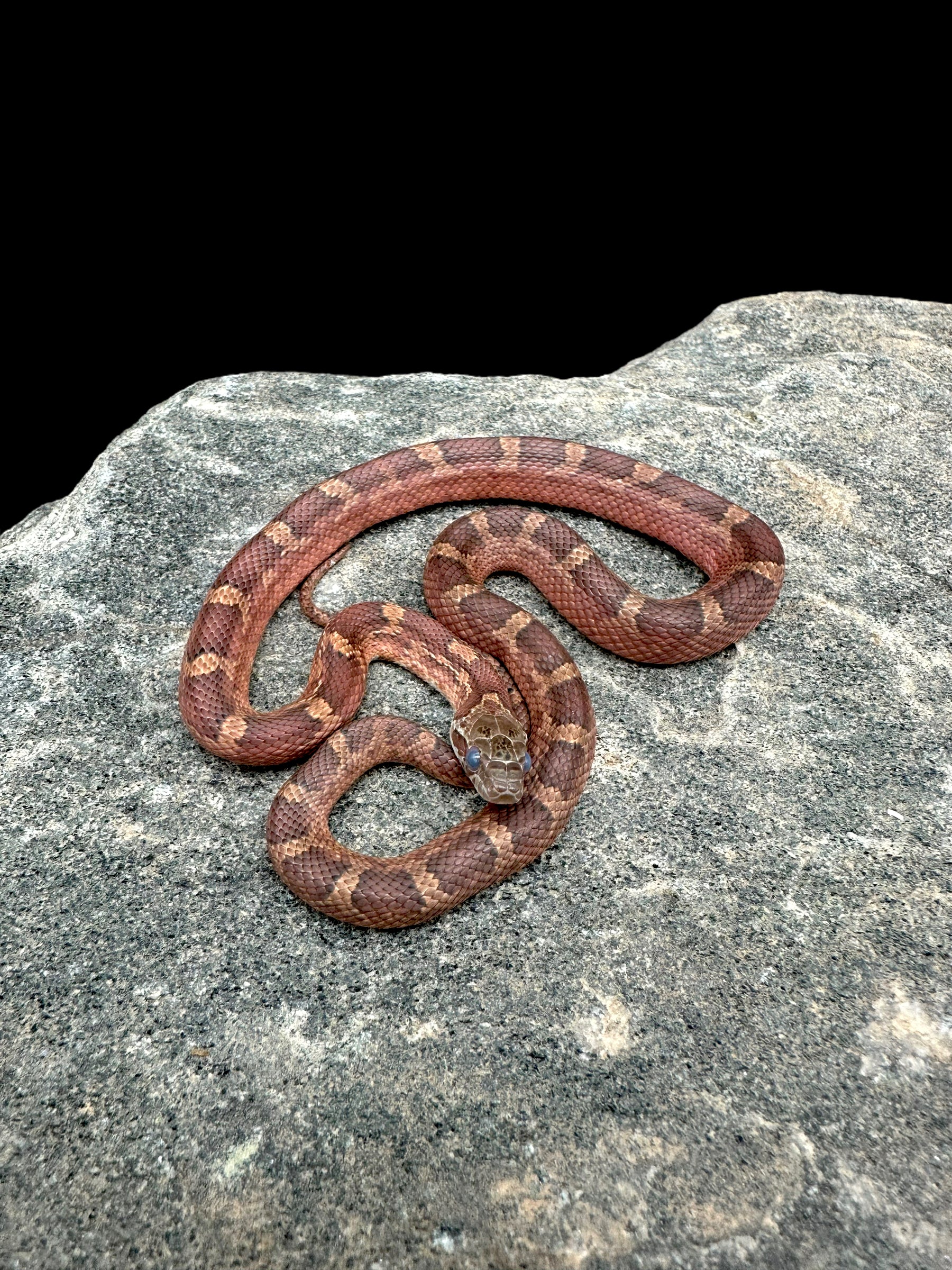 Serpent des blés (sang à flancs pies « faible expression »)