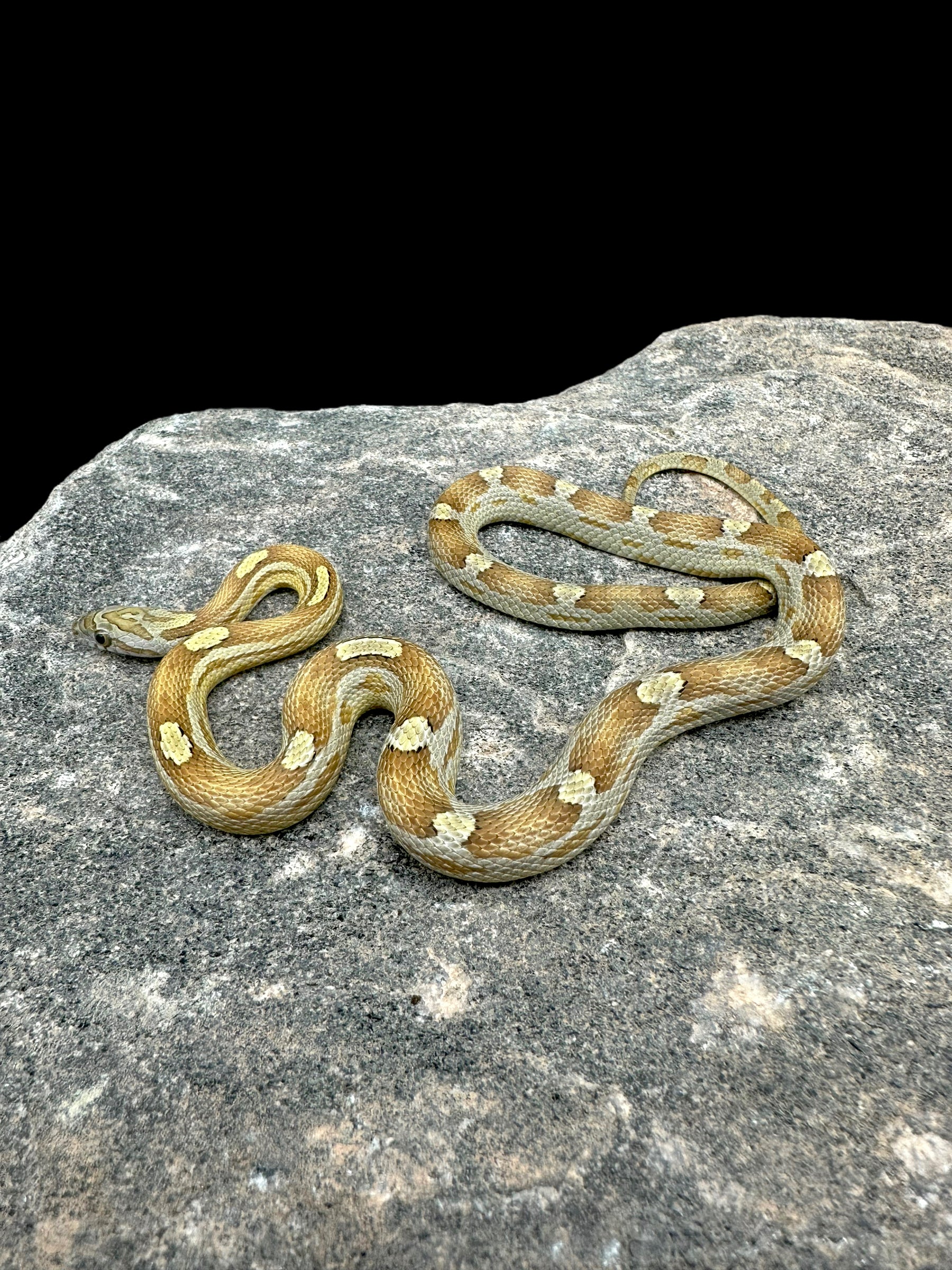 Serpent des blés (Caramel Motley)