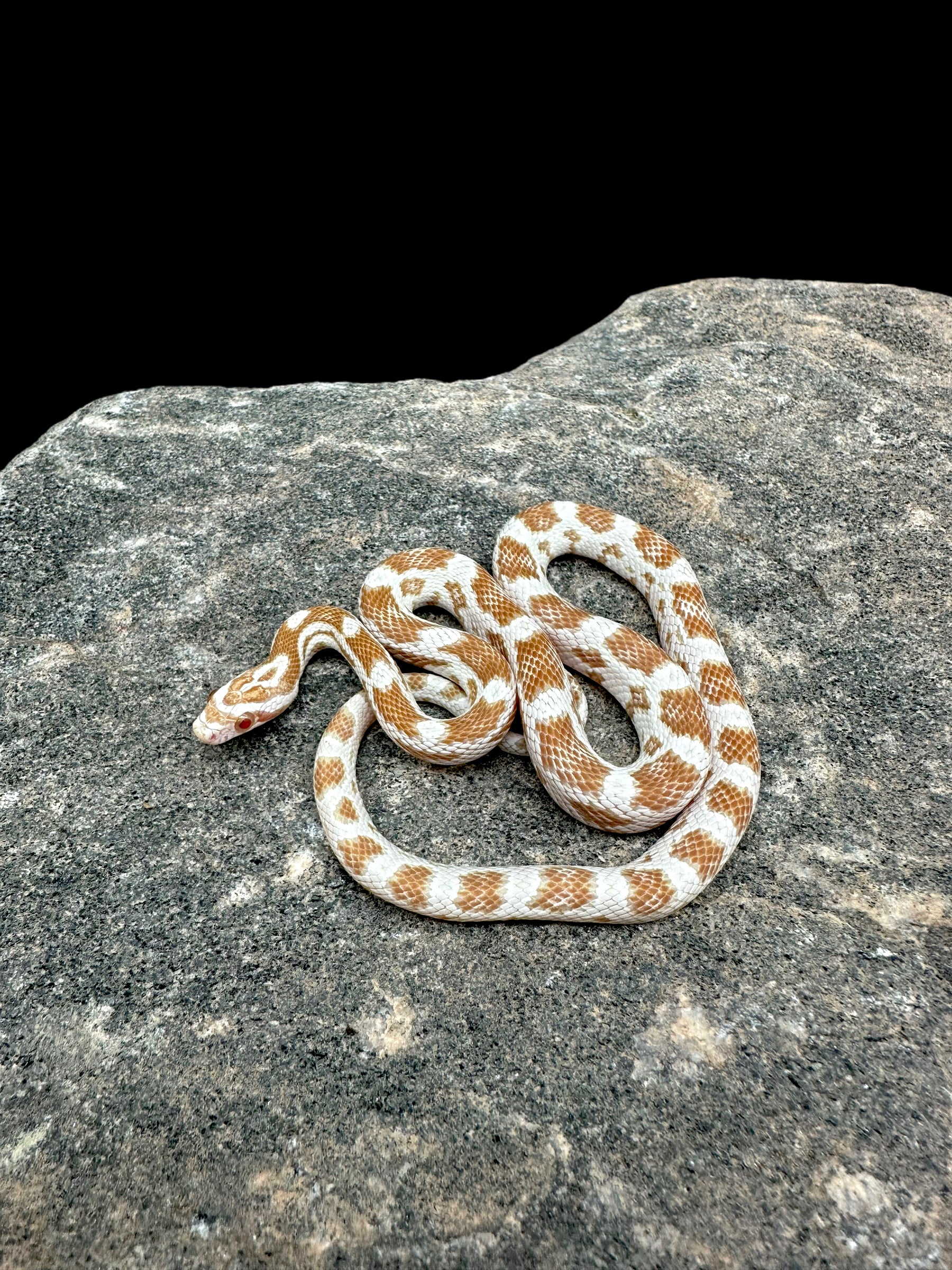 Serpent des blés (beurre)