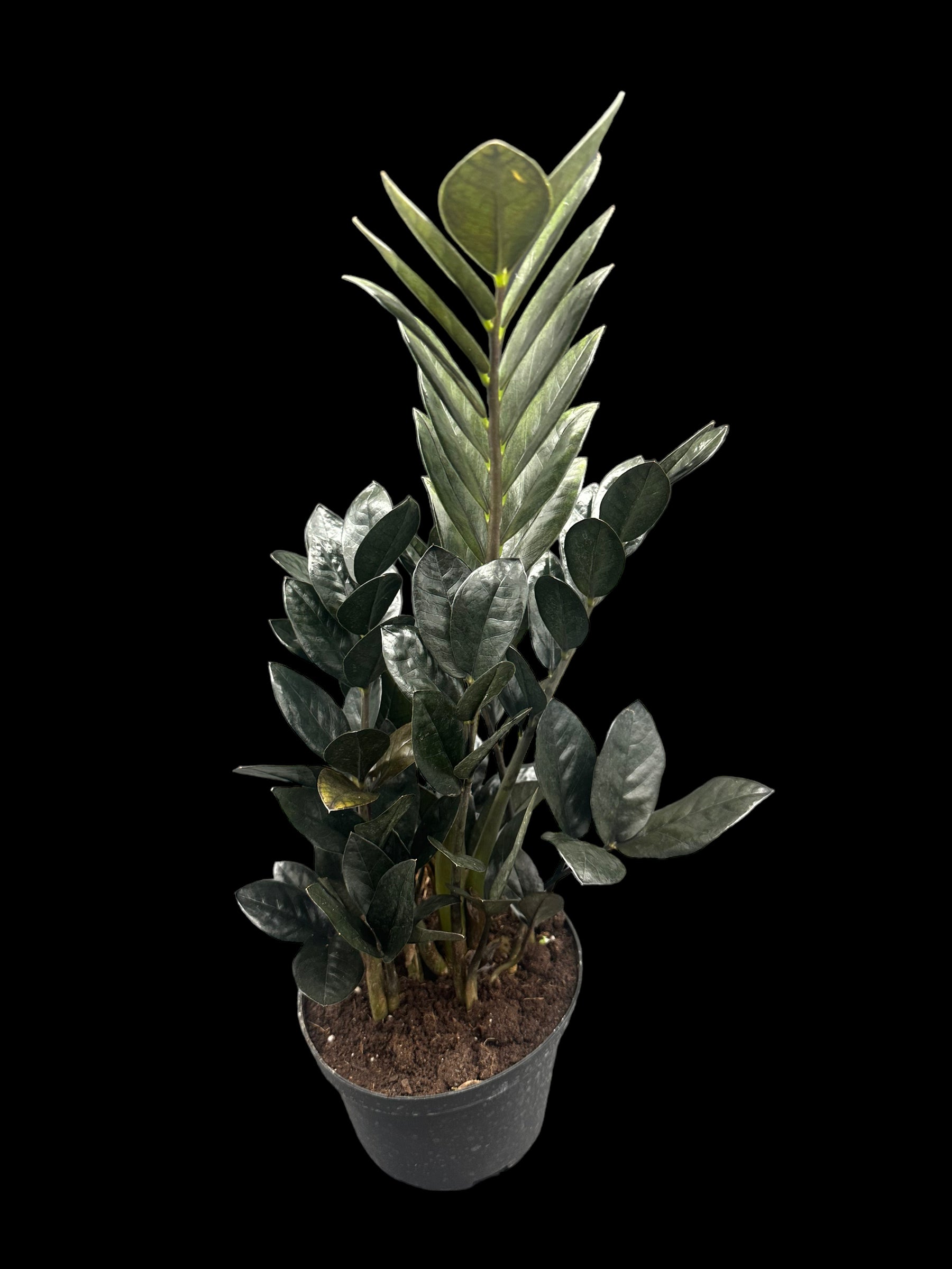 Raven ZZ Plant