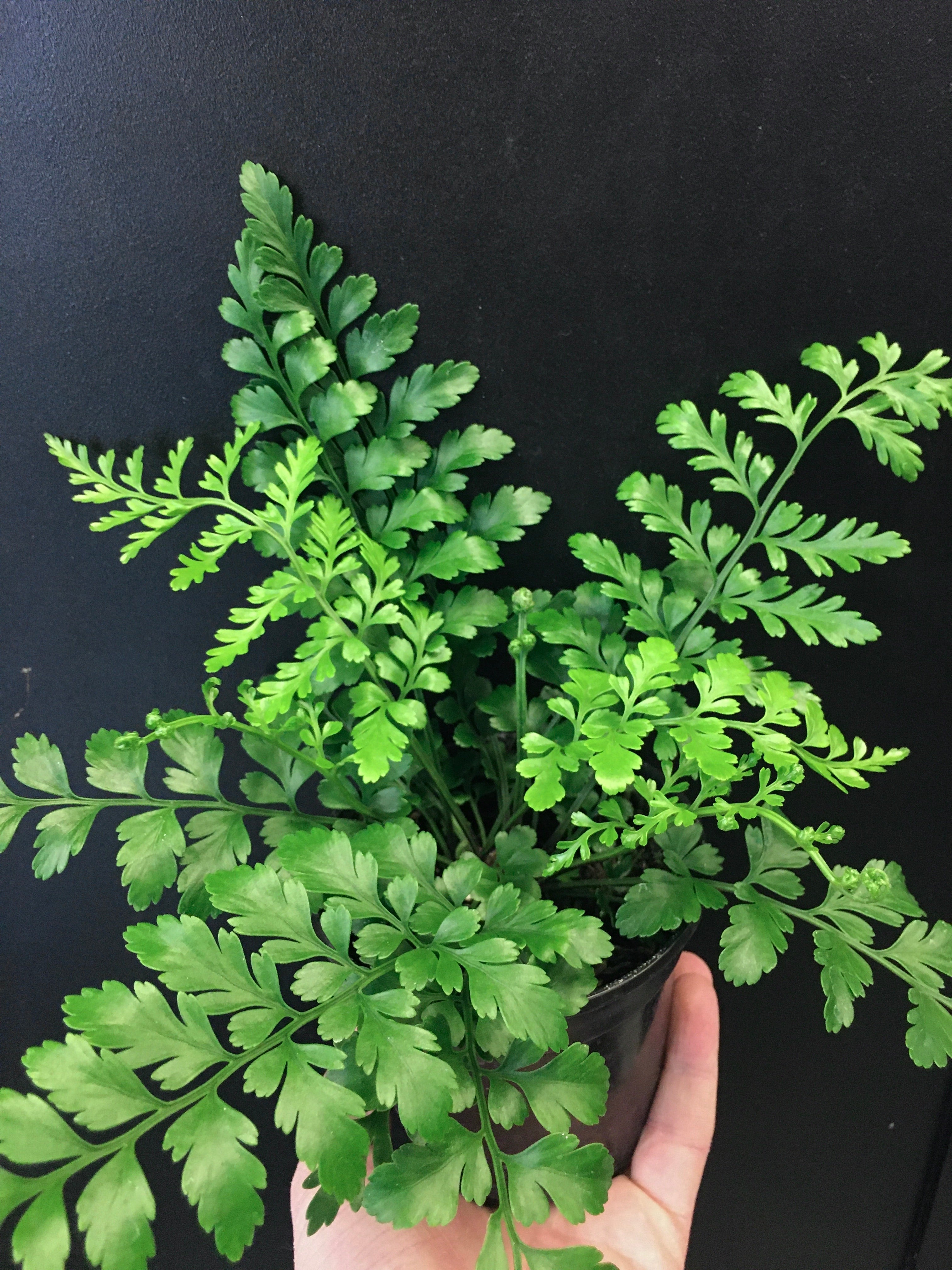 Leather Leaf Fern