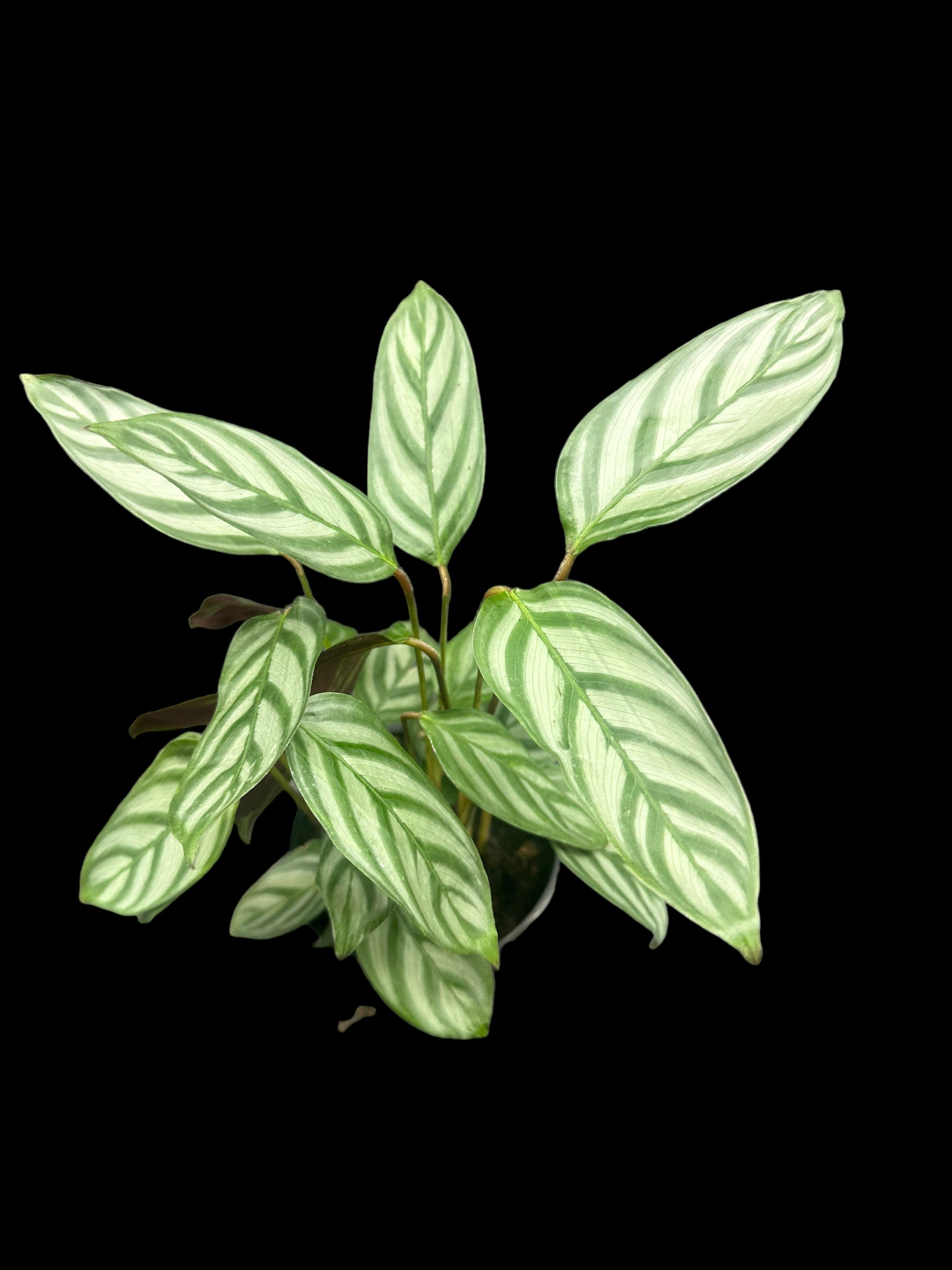 calathea setosa Ctenanthe Setosa