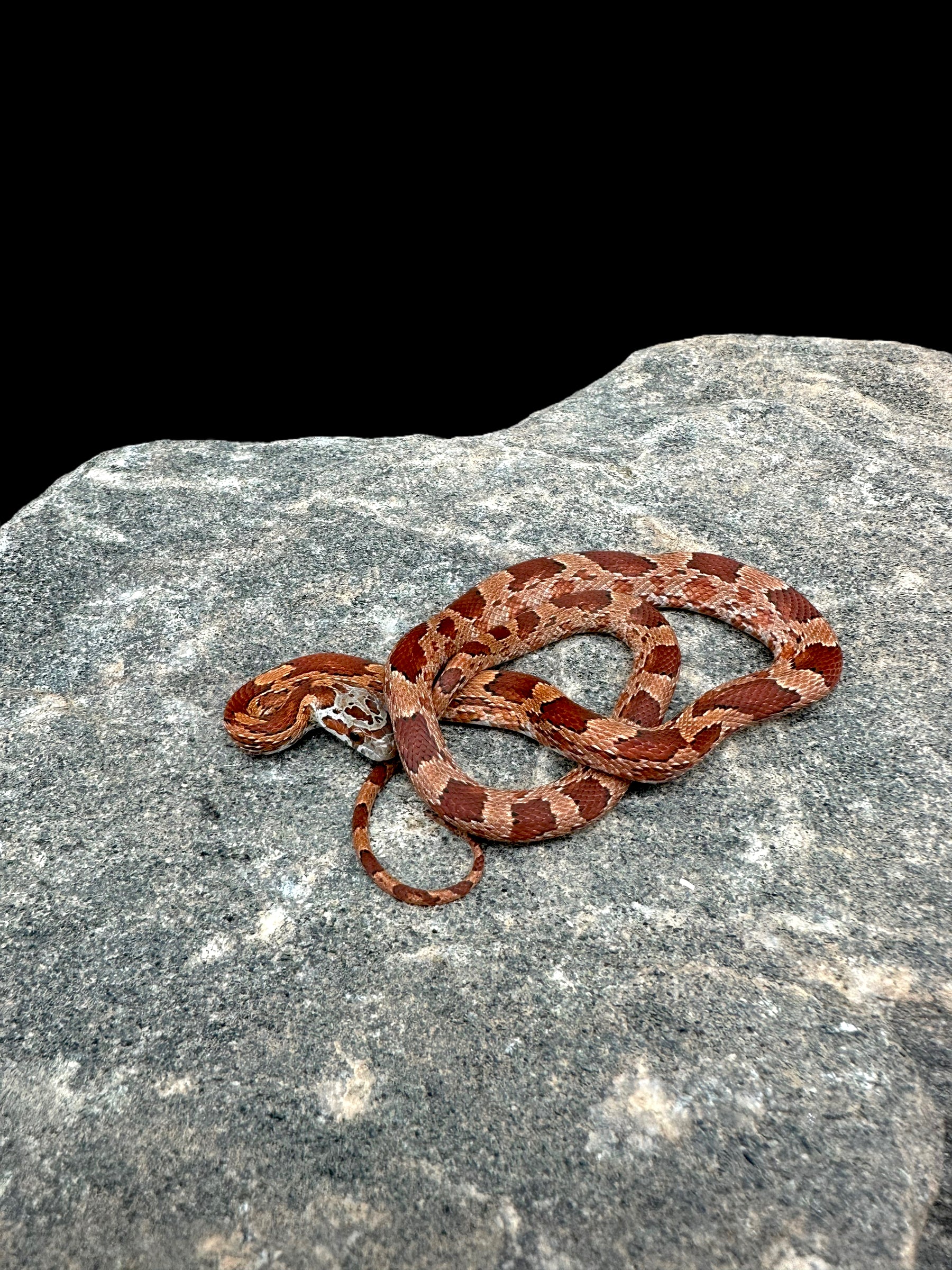 Corn Snake (Bloodred)