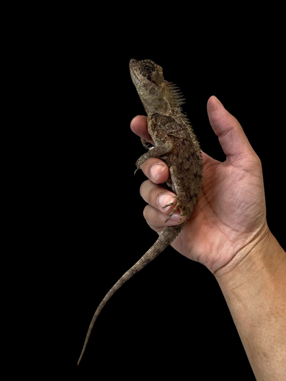 Dwarf Mountain Horned Dragon